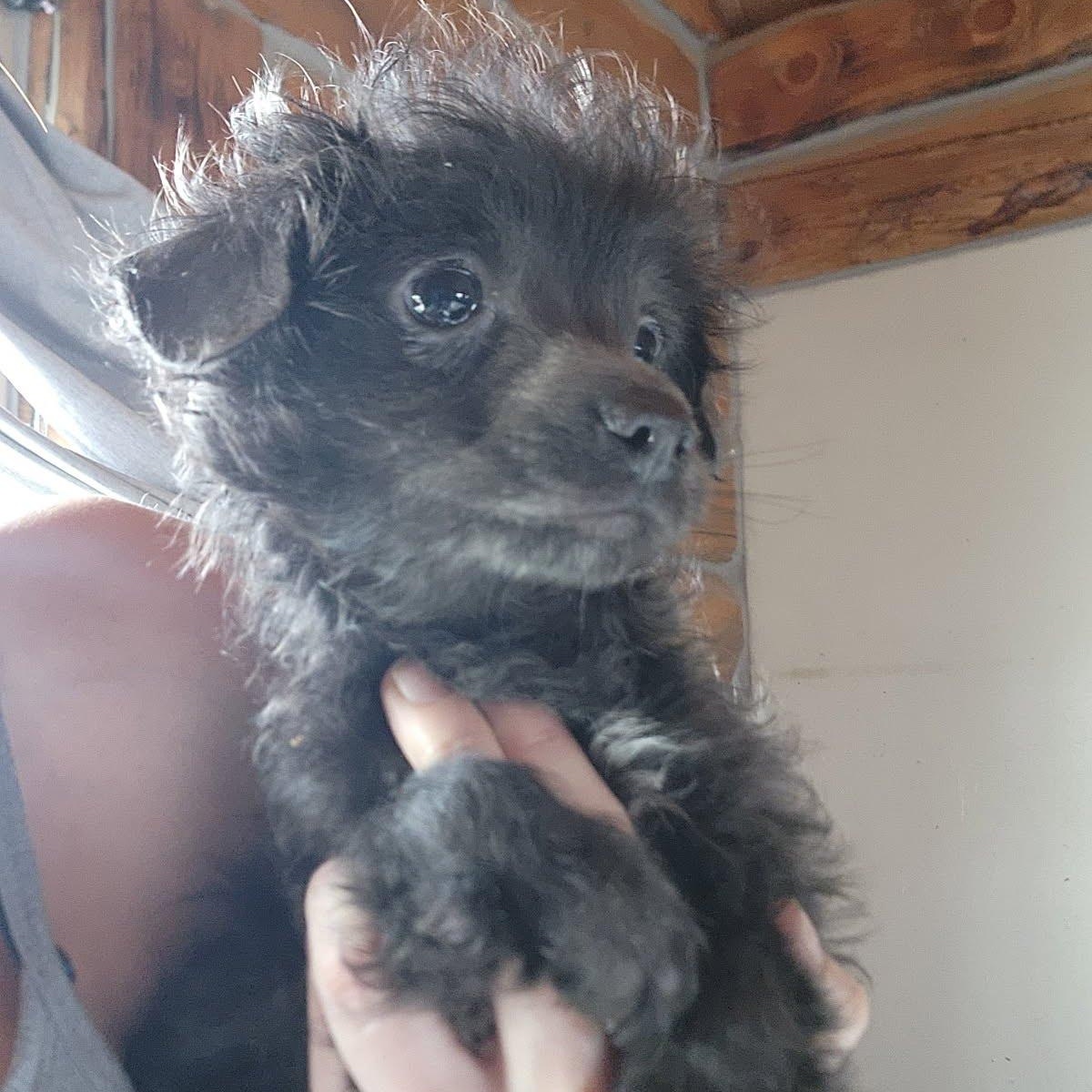 Enlarge Rebel, a ADOPTABLE mixed breed in Spanaway, WA image 4/4