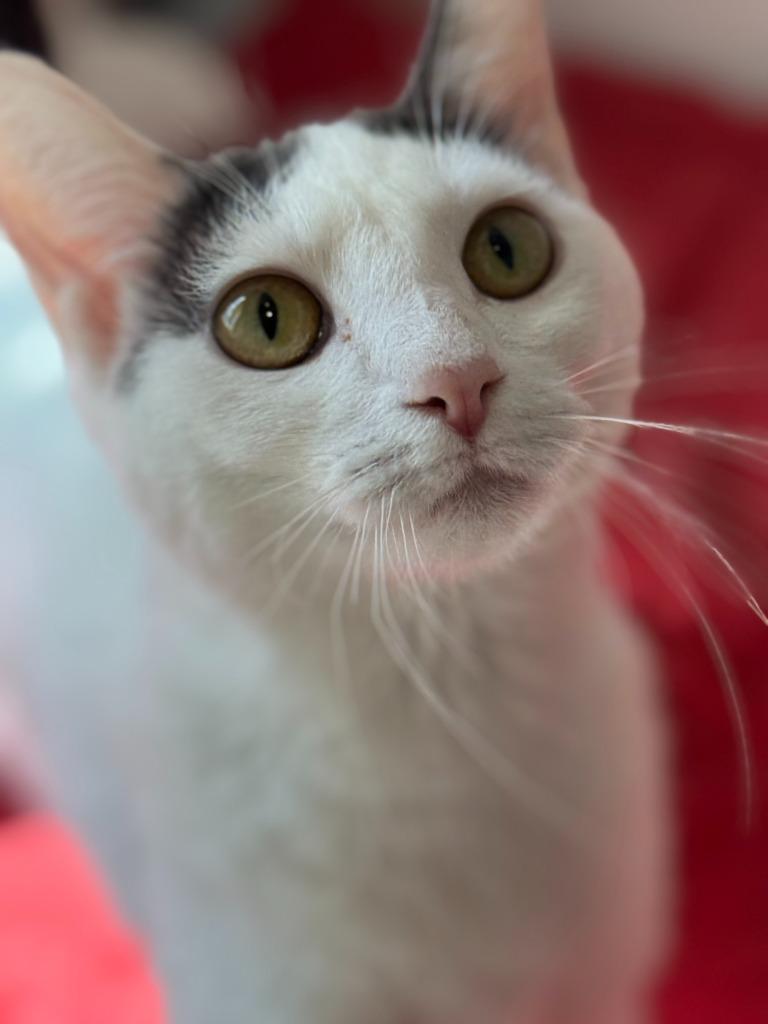 Blanca Suarez, Adopted, Young Female Domestic Short Hair.