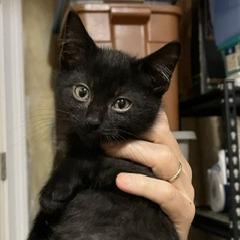Enlarge Egypt, a Adoptable Domestic Long Hair in Greensboro, GA image 1/1