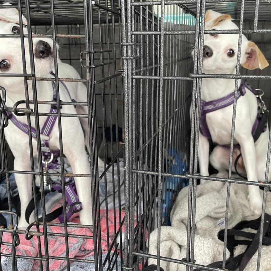 Enlarge Lumi, a Adoptable mixed breed in Sarasota, FL image 1/6