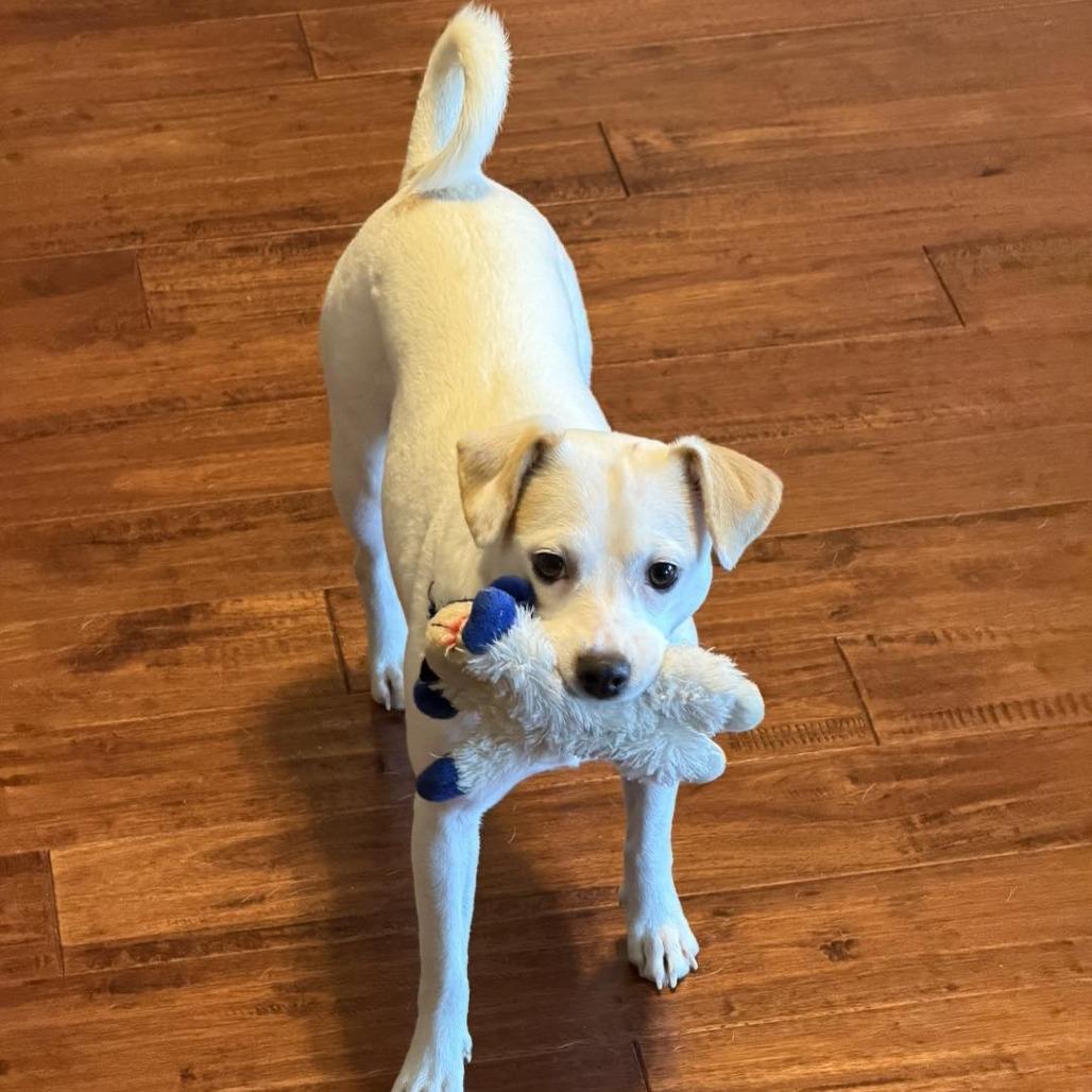 Enlarge Lumi, a Adoptable mixed breed in Sarasota, FL image 1/6