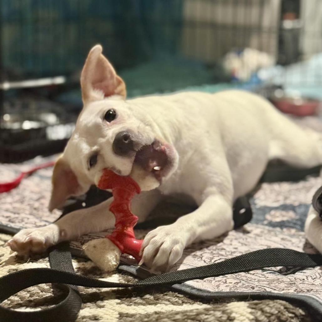 Enlarge Lumi, a Adoptable mixed breed in Sarasota, FL image 2/6