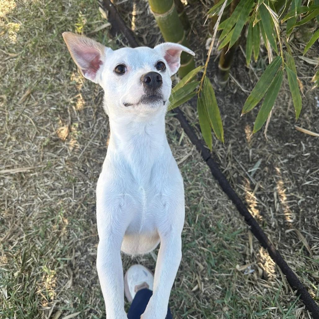 Enlarge Lumi, a Adoptable mixed breed in Sarasota, FL image 4/6