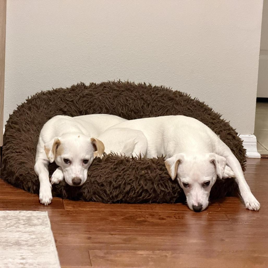 Enlarge Lumi, a Adoptable mixed breed in Sarasota, FL image 4/6