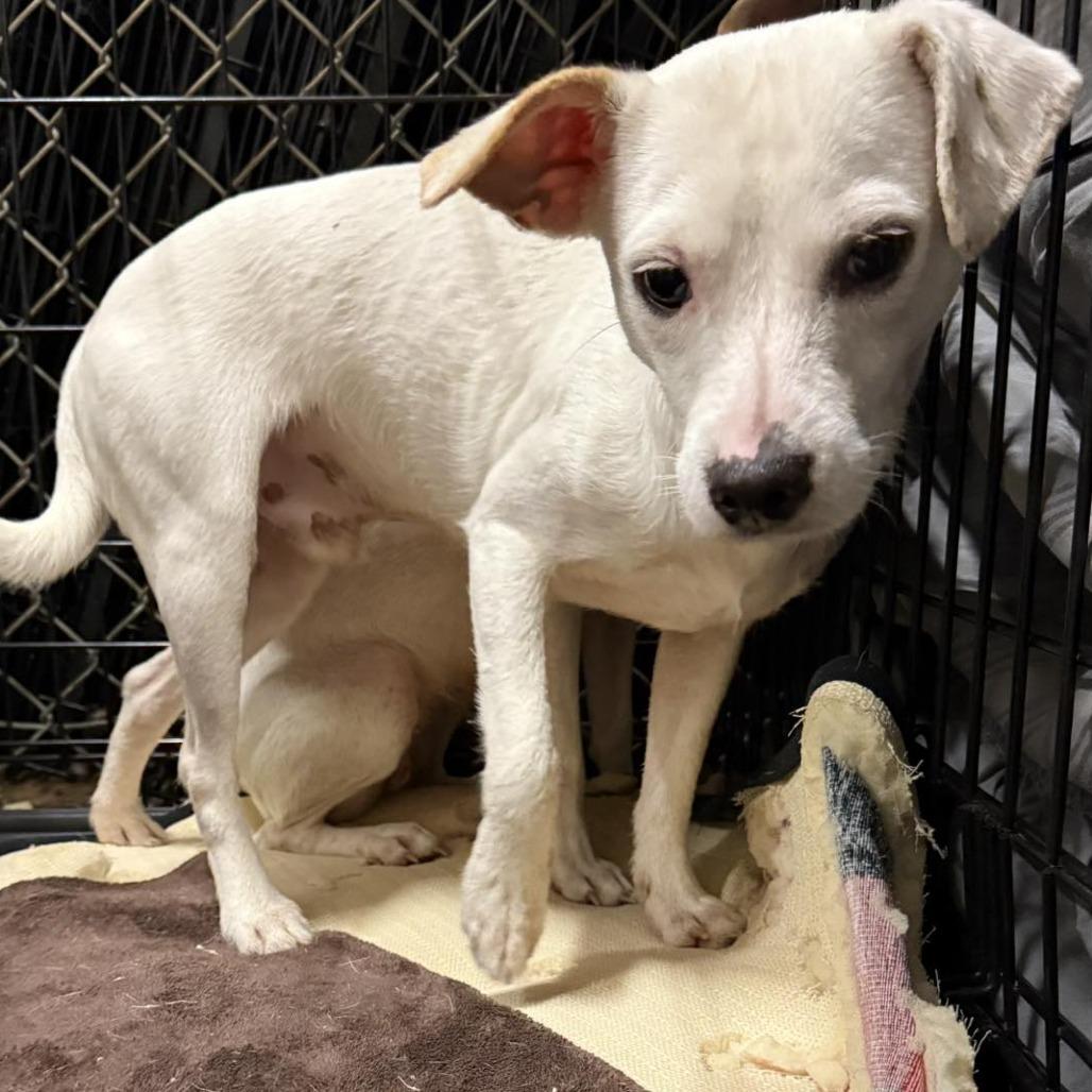 Enlarge Lumi, a Adoptable mixed breed in Sarasota, FL image 4/6