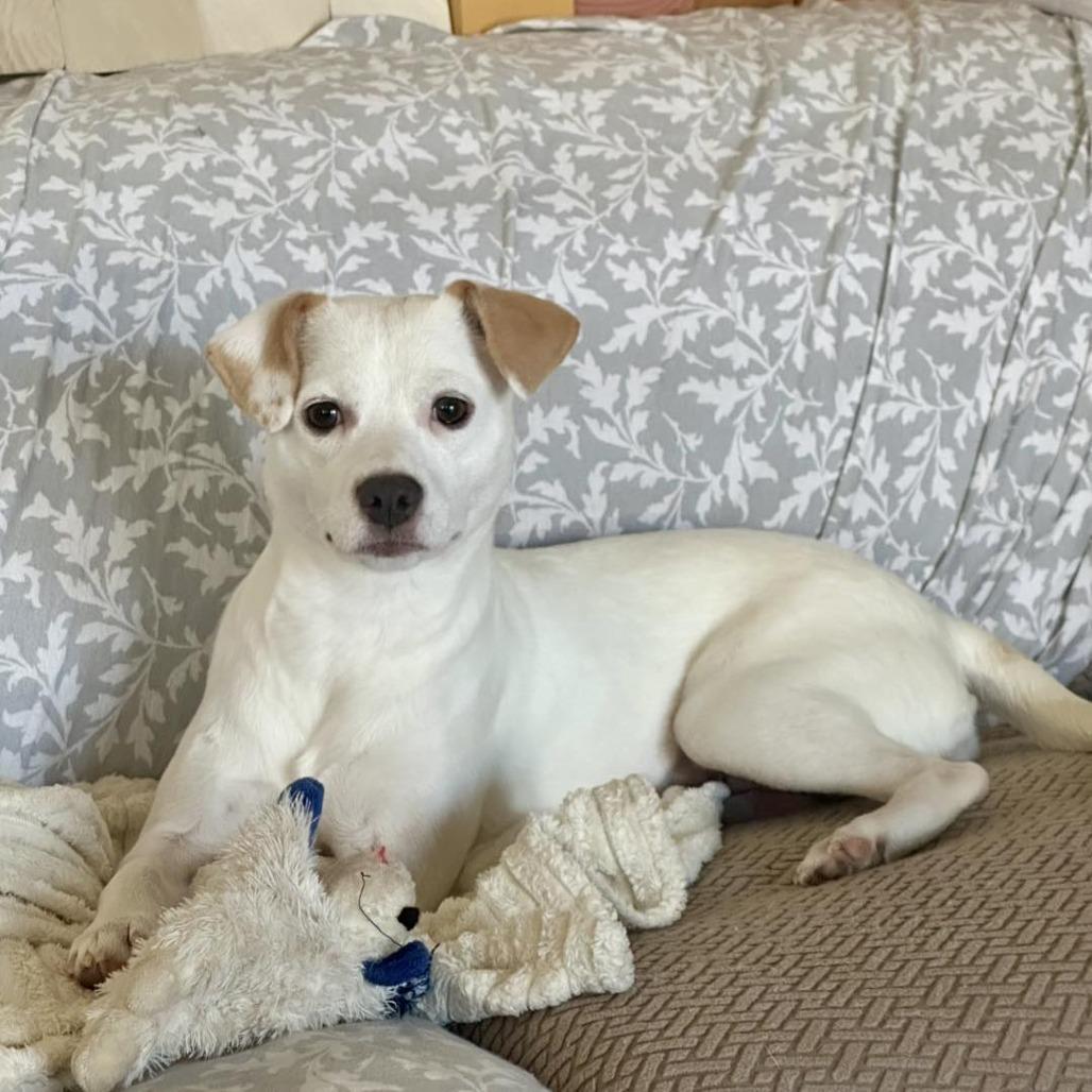 Enlarge Lumi, a Adoptable mixed breed in Sarasota, FL image 5/6