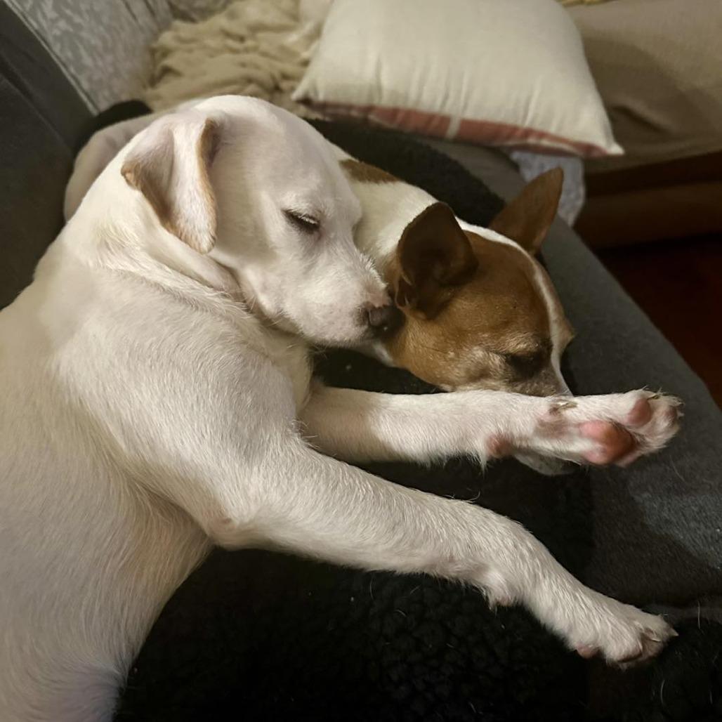 Enlarge Lumi, a Adoptable mixed breed in Sarasota, FL image 6/6