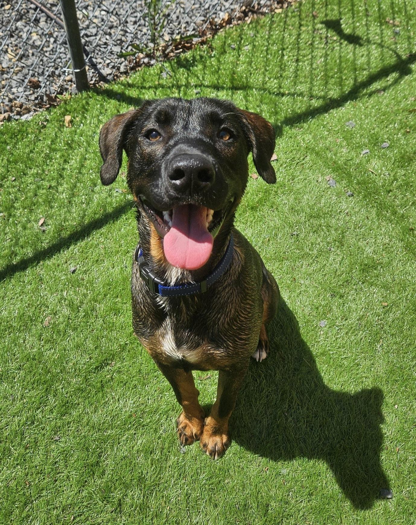 Enlarge Duke, a Adopted Mixed Breed in Berkeley Springs, WV image 1/4