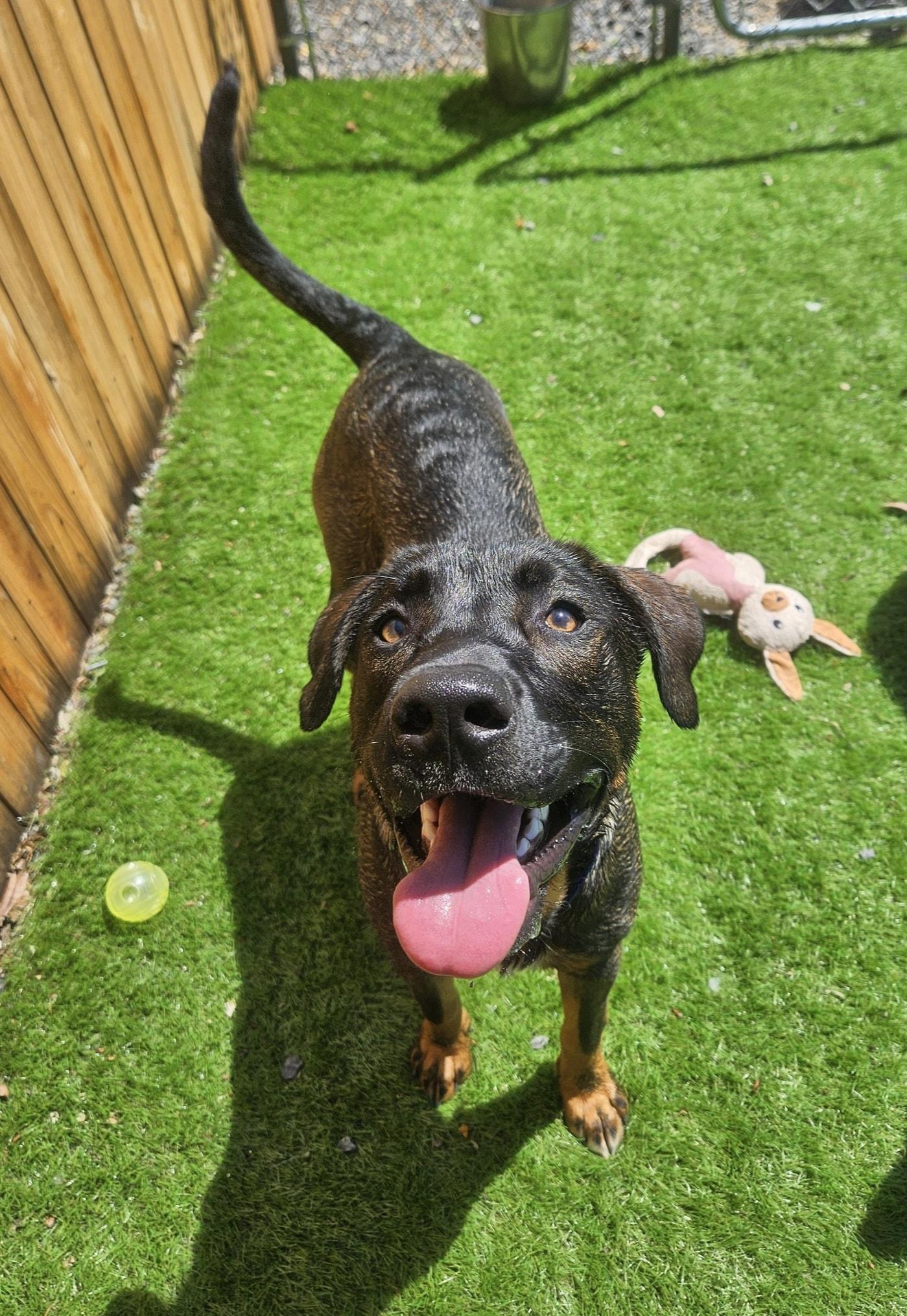 Enlarge Duke, a Adopted Mixed Breed in Berkeley Springs, WV image 2/4