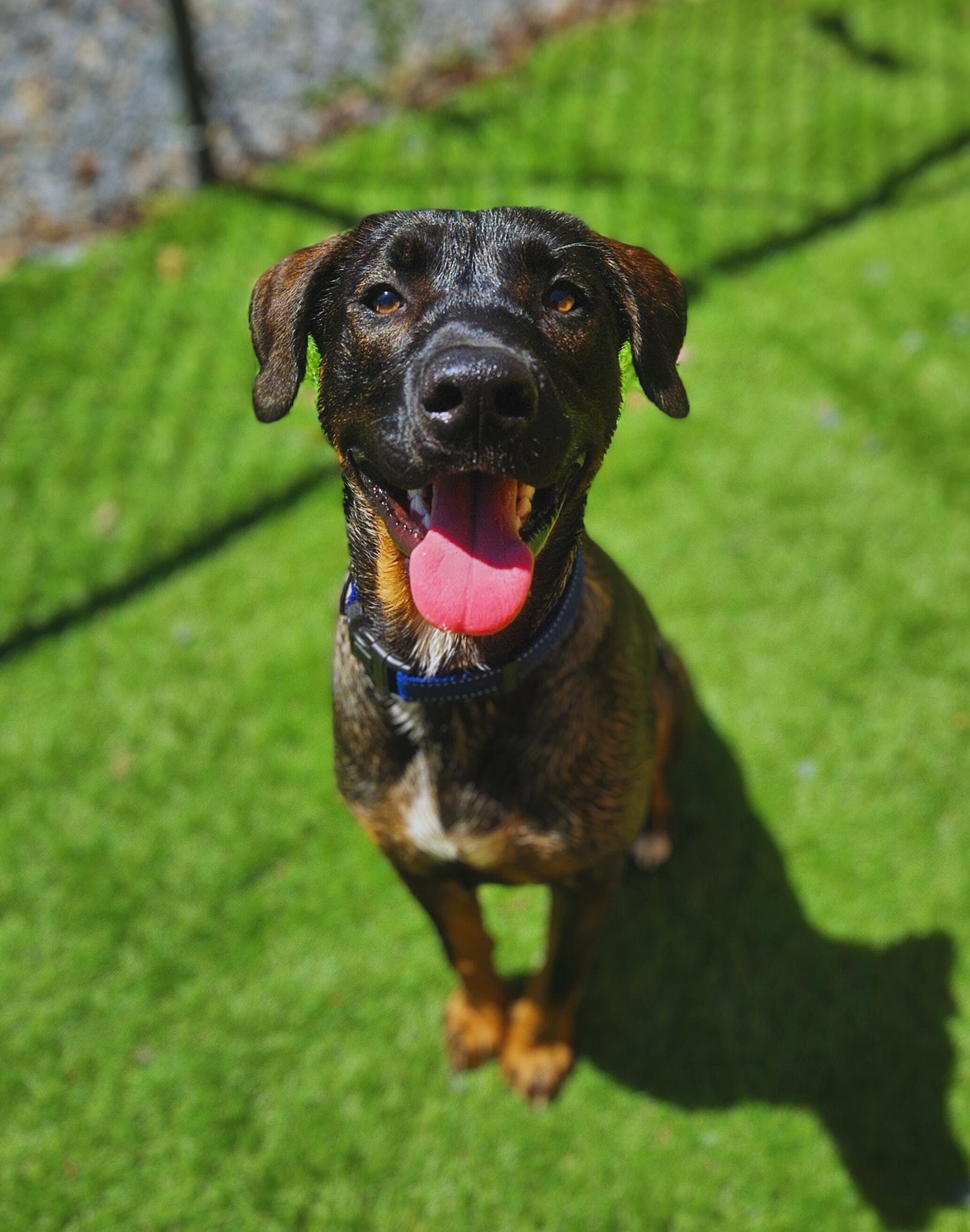Enlarge Duke, a Adopted Mixed Breed in Berkeley Springs, WV image 3/4