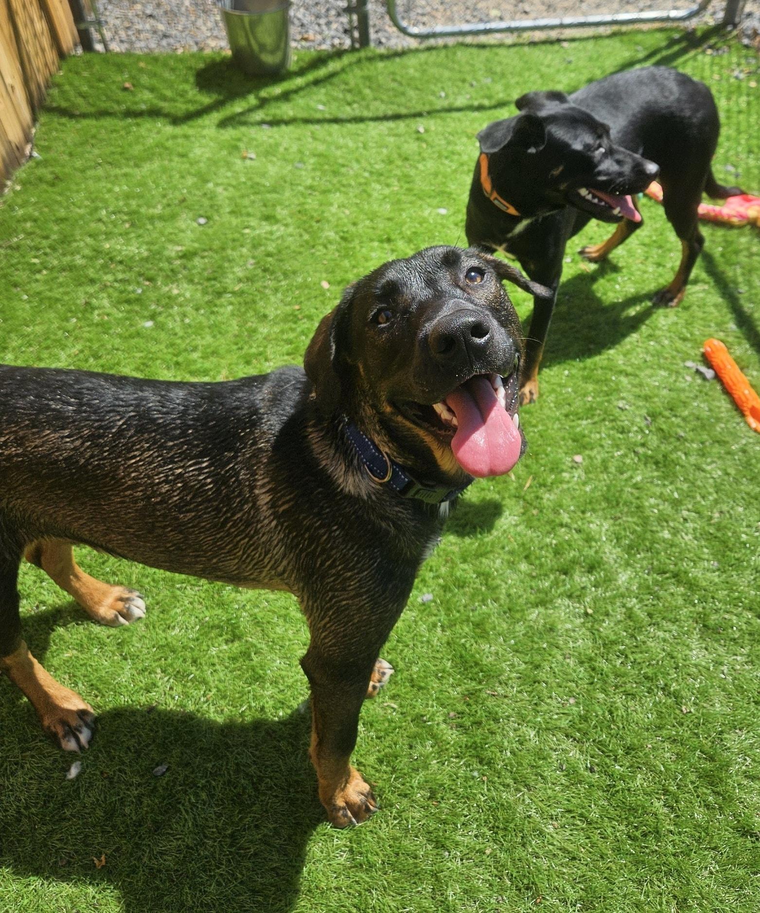 Enlarge Duke, a Adopted Mixed Breed in Berkeley Springs, WV image 4/4
