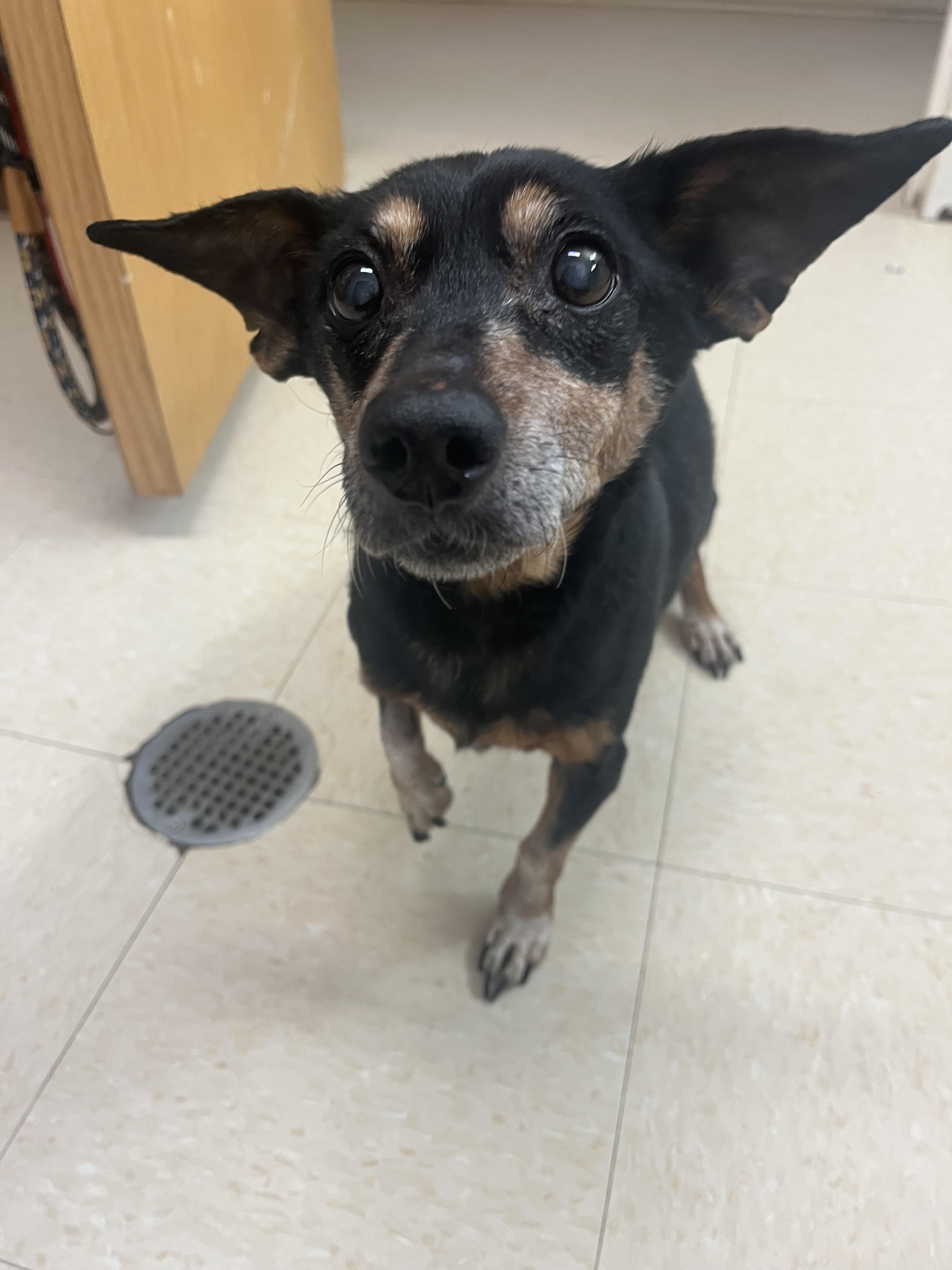 Dodger, Adoptable, Senior Male Dachshund.