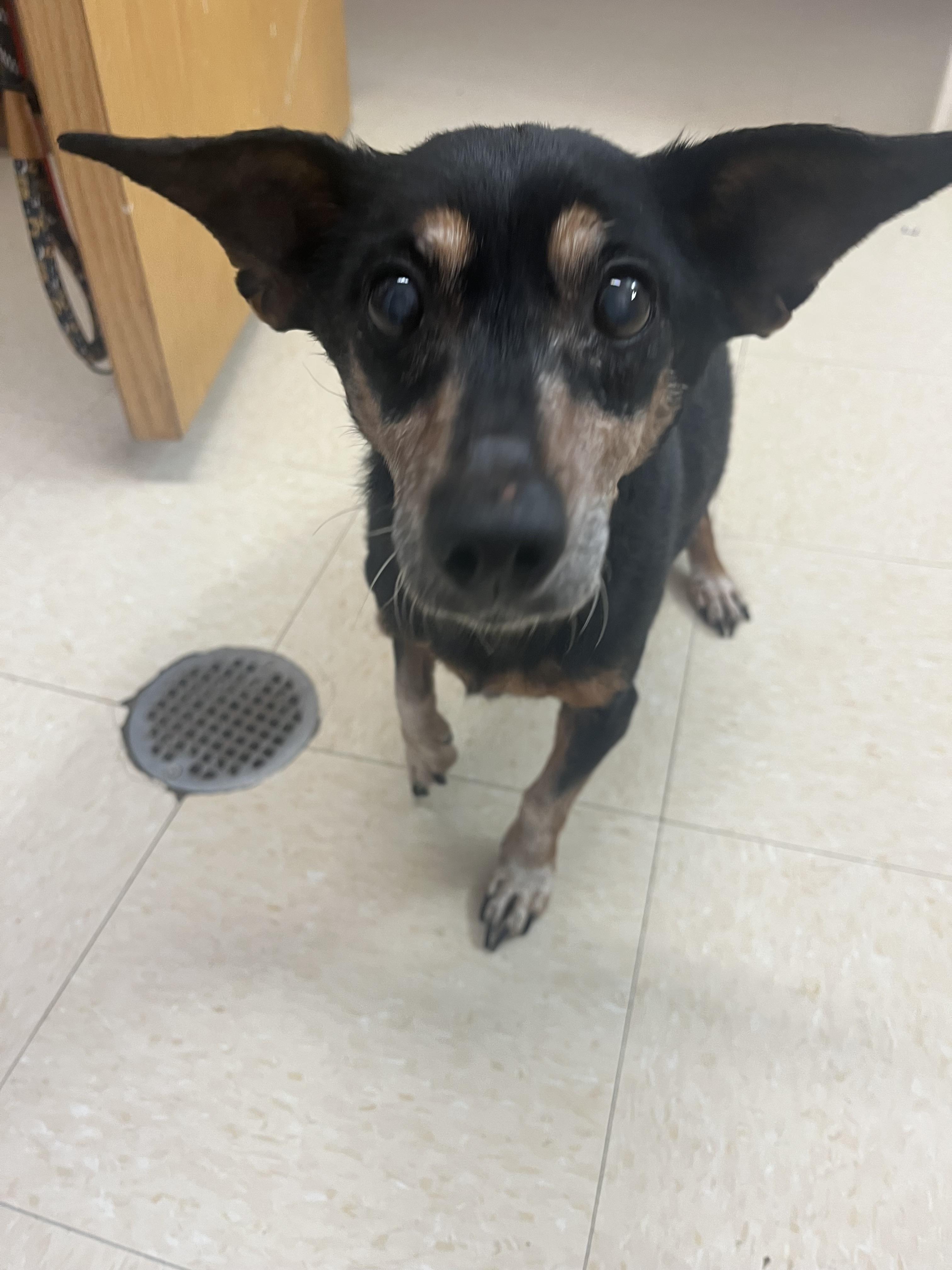 Enlarge Dodger, a Adoptable Dachshund in Knoxville, TN image 2/3