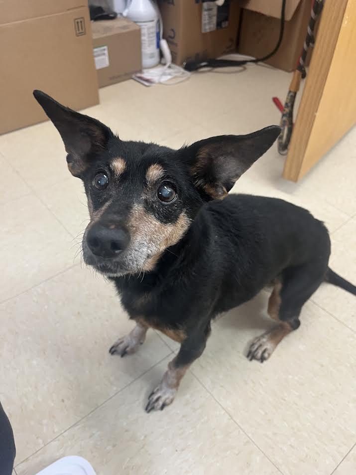 Enlarge Dodger, a Adoptable Dachshund in Knoxville, TN image 3/3
