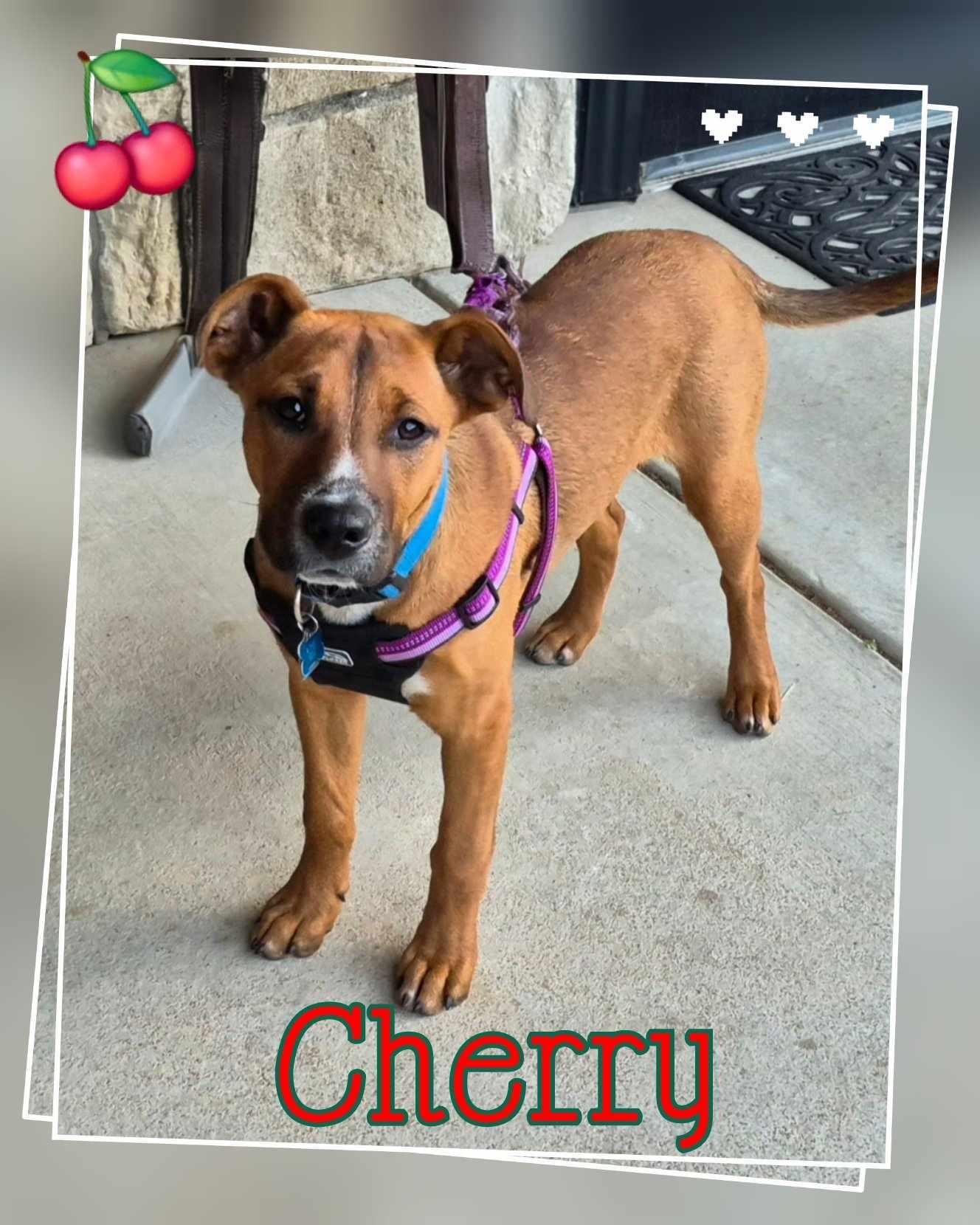 Cherry
