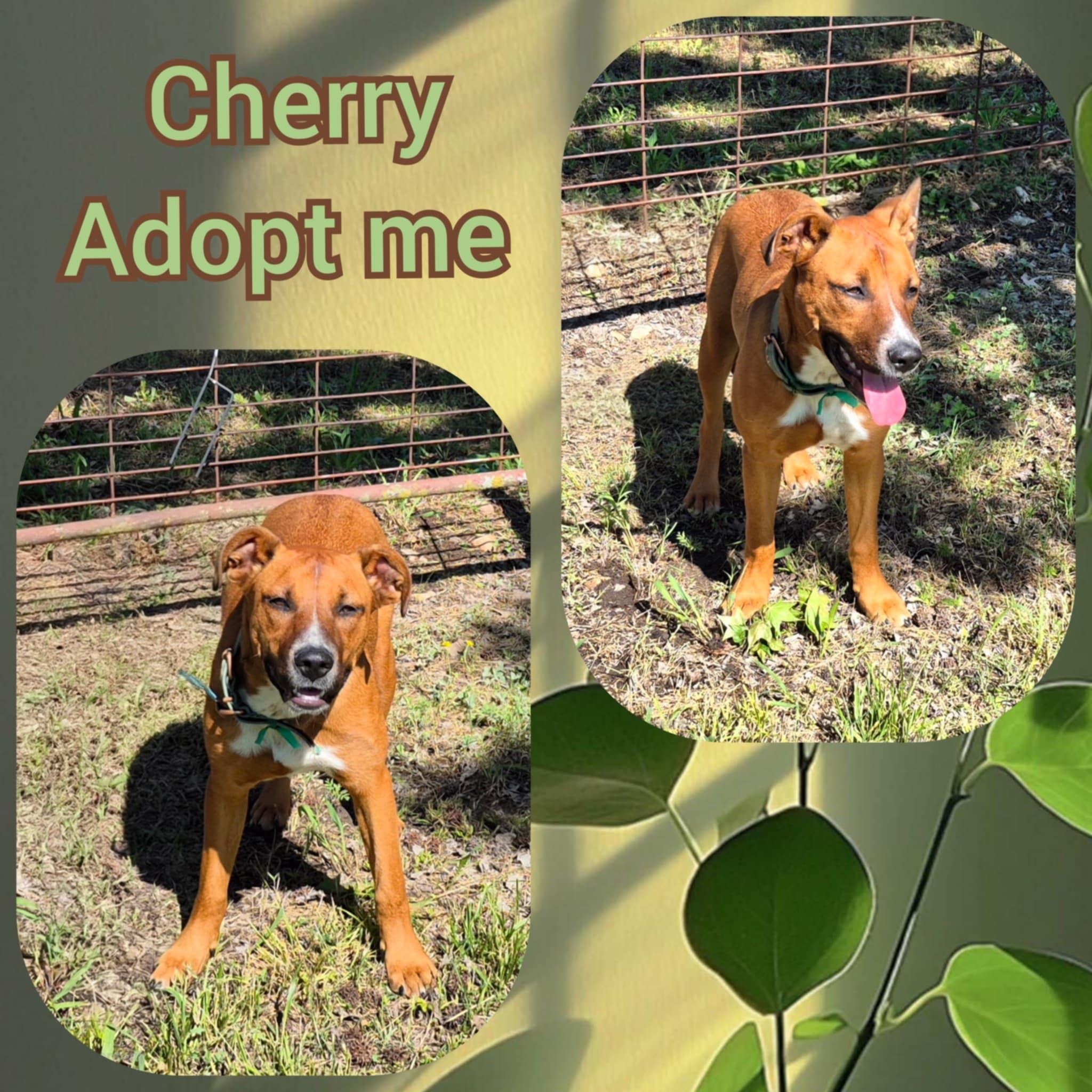 Cherry photo 3