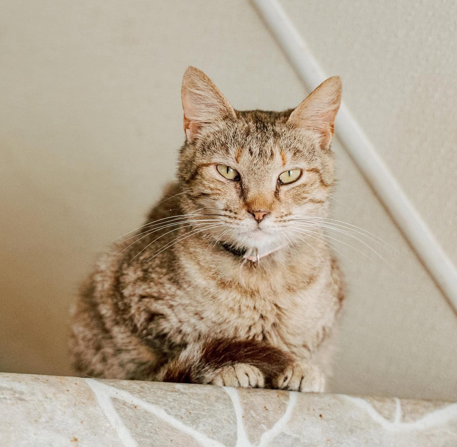 Estella, Adoptable, Adult Female Domestic Short Hair & Tabby.