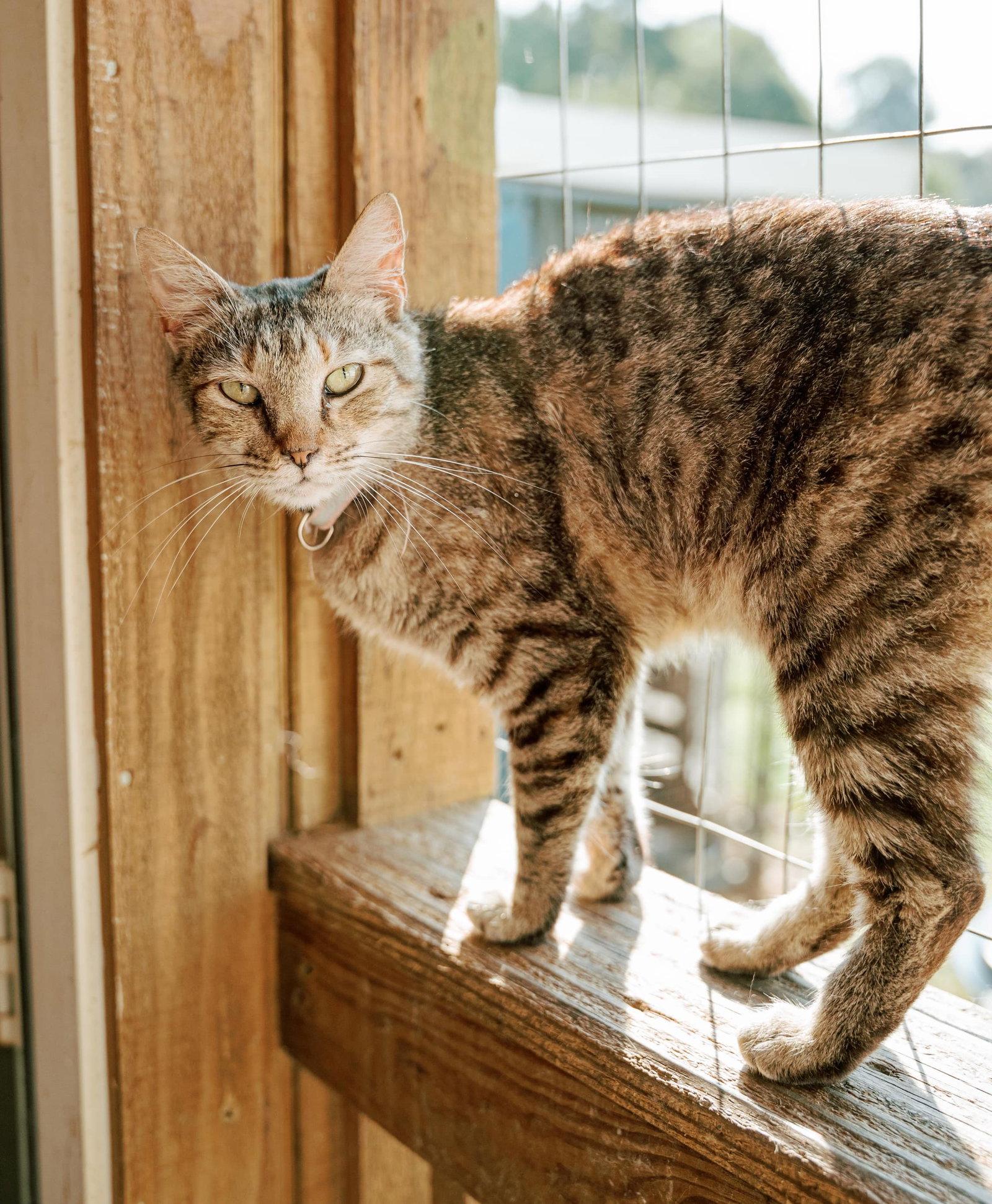 Enlarge Estella, a Adoptable mixed breed in Attalla, AL image 2/3