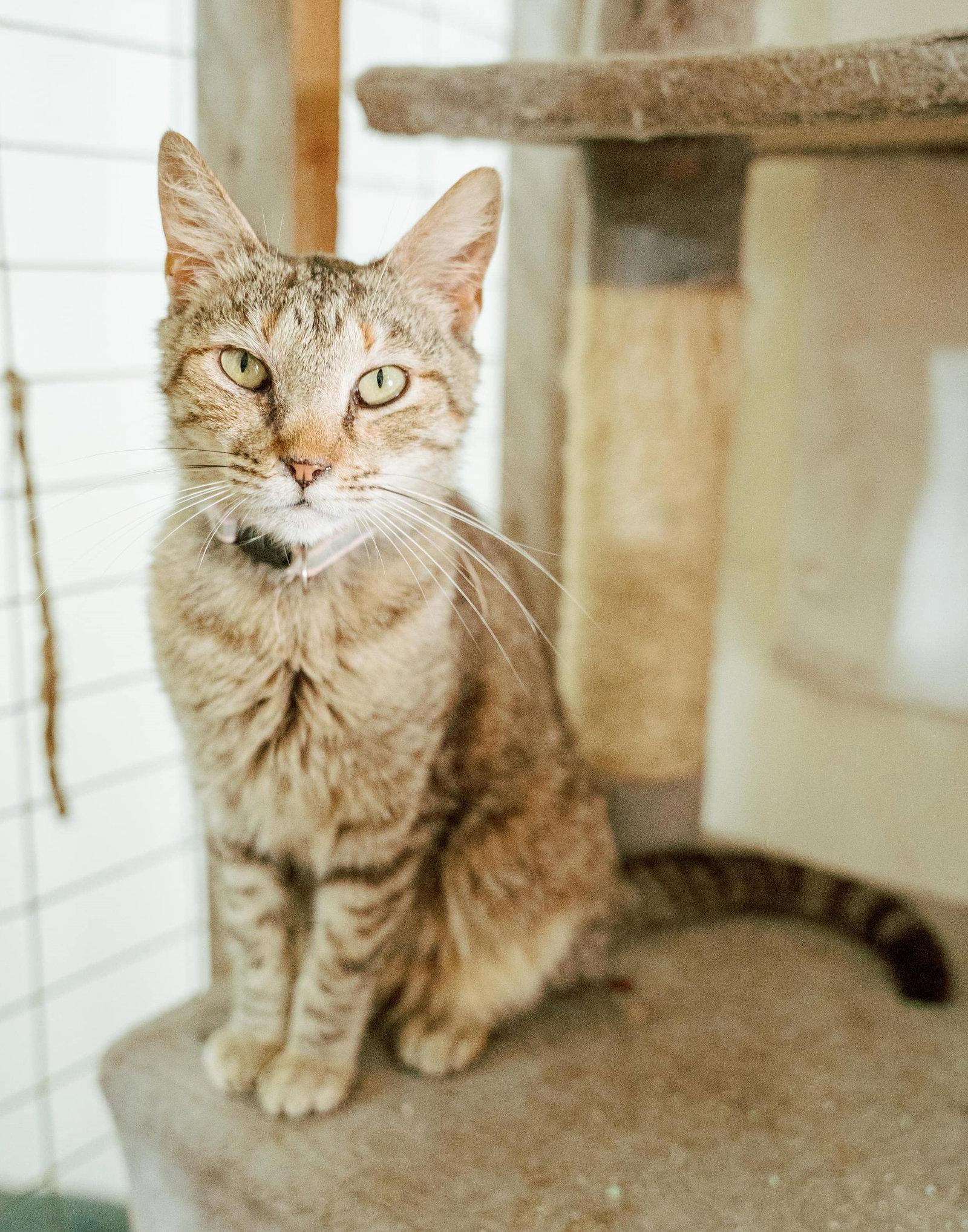 Enlarge Estella, a Adoptable mixed breed in Attalla, AL image 3/3