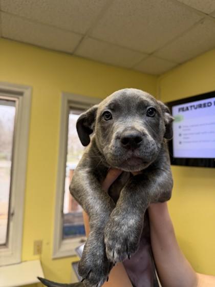 Enlarge Molly, an adopted Pit Bull Terrier in Lafayette, IN image 1/1