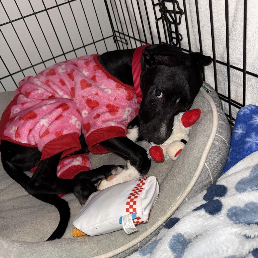 Luffy — thumbnail 2