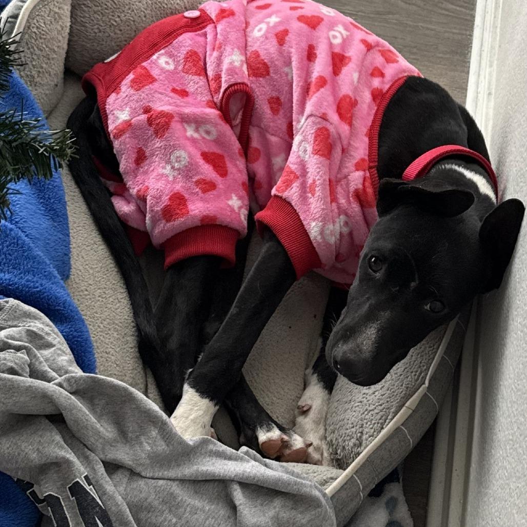 Luffy — thumbnail 3