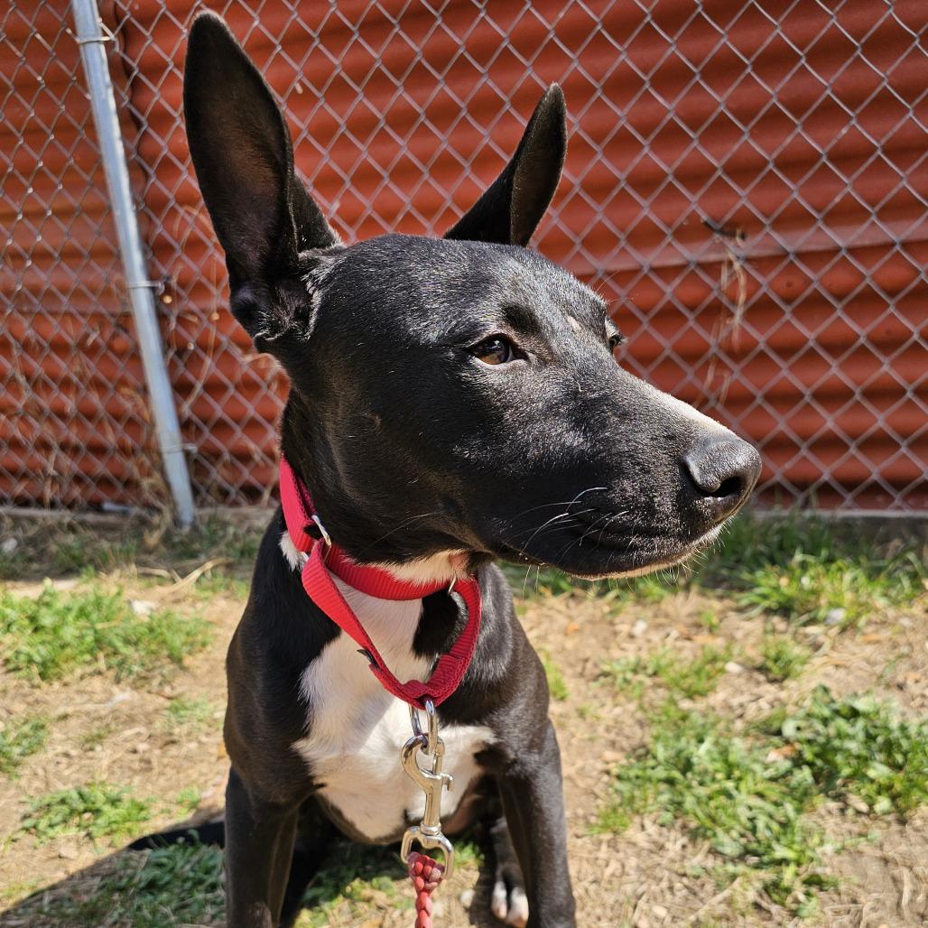 Luffy — thumbnail 4