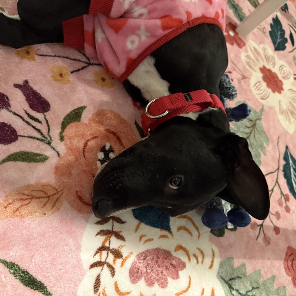 Luffy — thumbnail 5