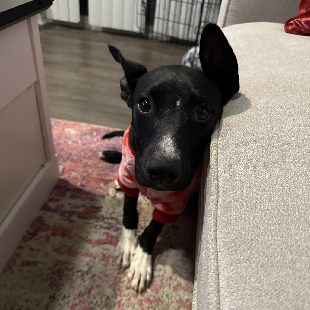 Luffy — thumbnail 6