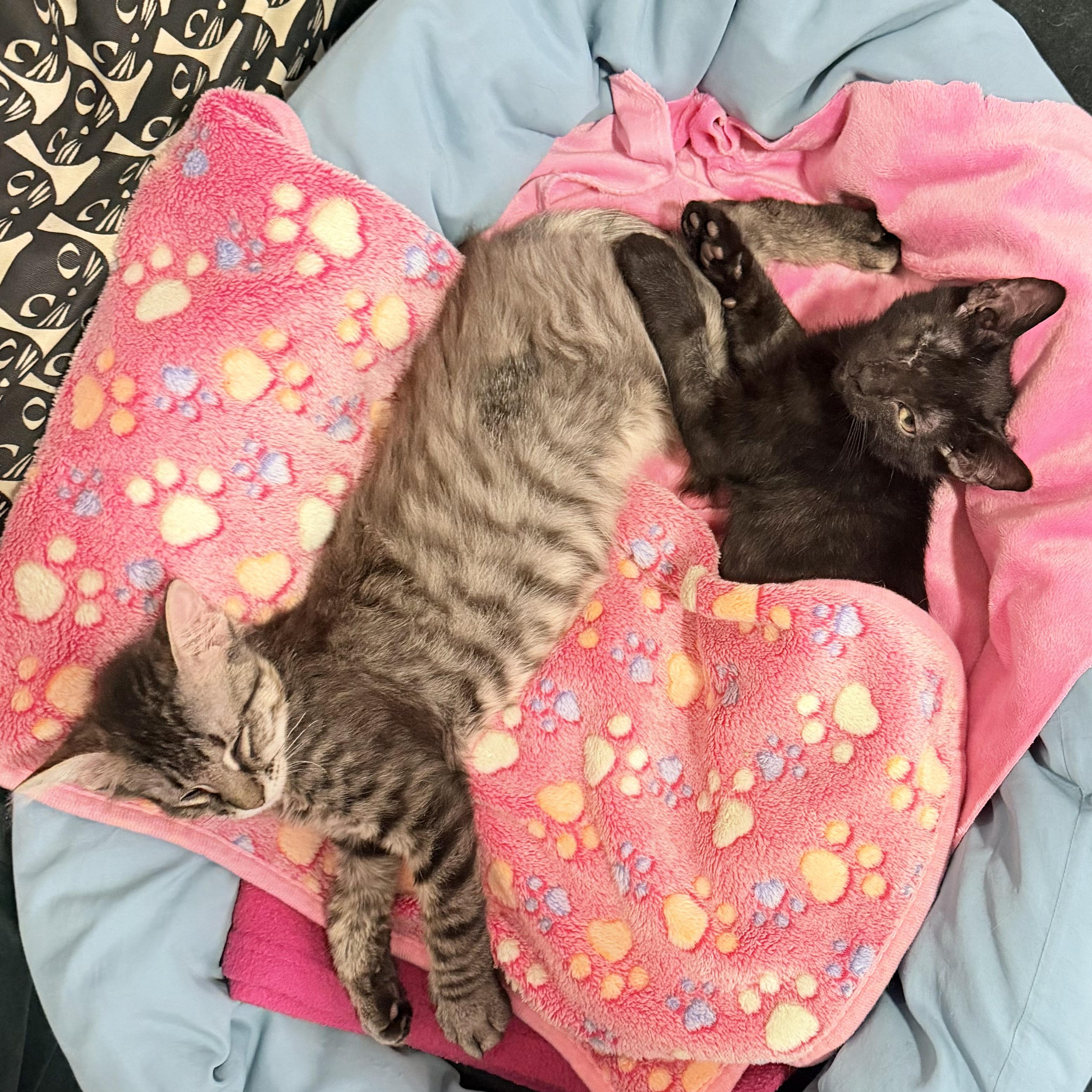 Grover and Crumb, a ADOPTABLE mixed breed in New york, NY image 3/3