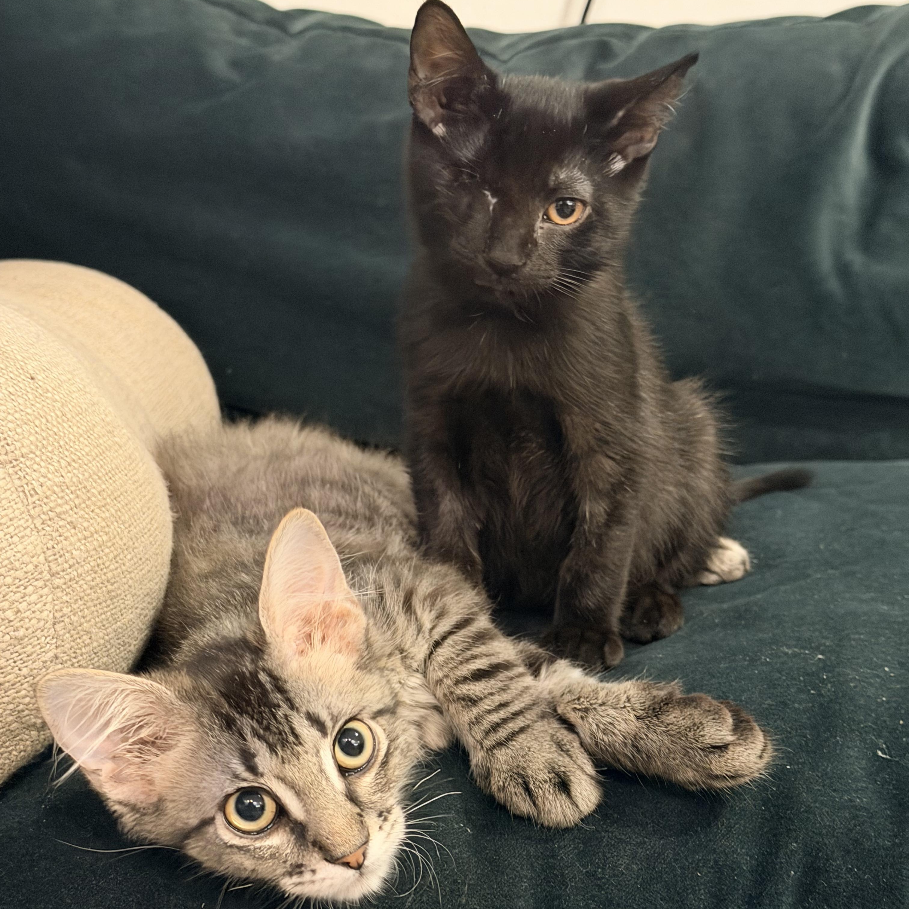Enlarge Grover and Crumb, a ADOPTABLE mixed breed in New york, NY image 4/4