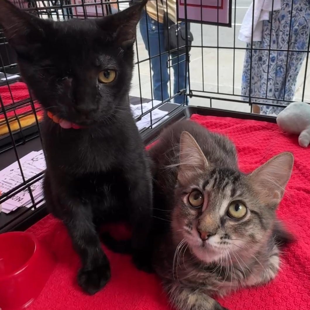 Enlarge Grover and Crumb, a ADOPTABLE mixed breed in New york, NY image 2/4