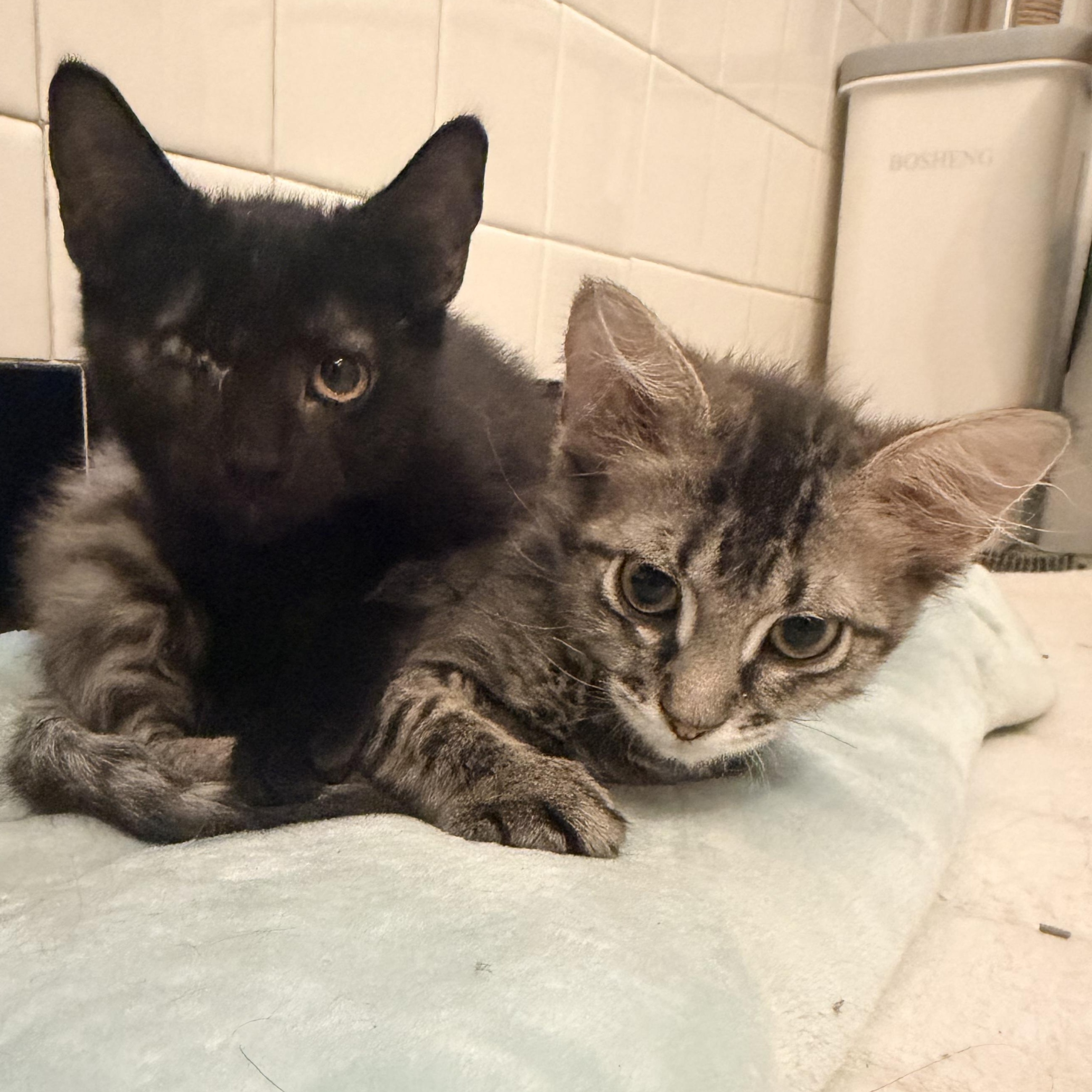 Grover and Crumb, ADOPTABLE, Kitten Male Domestic Medium Hair.