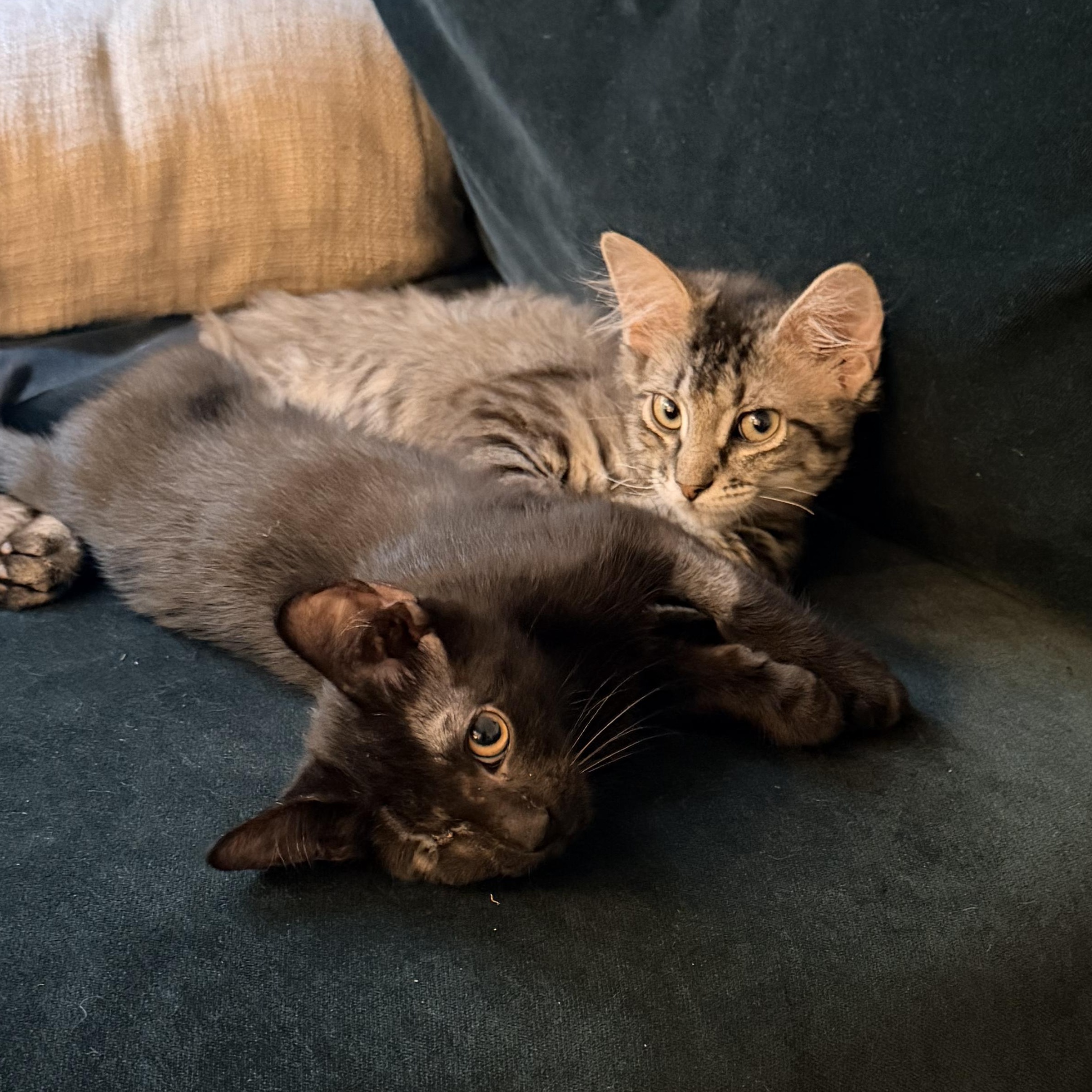 Grover and Crumb, a ADOPTABLE mixed breed in New york, NY image 2/3