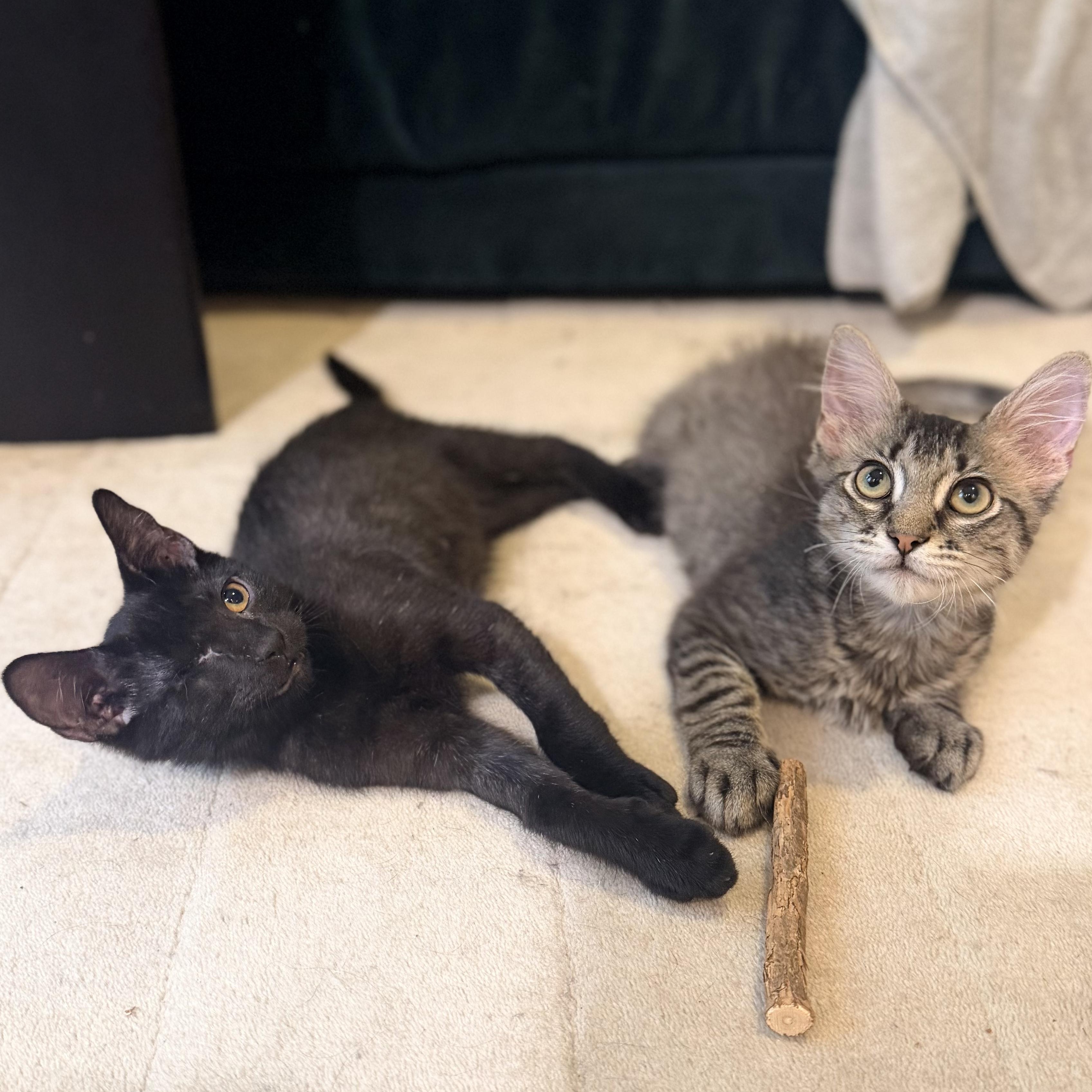 Grover and Crumb, ADOPTABLE, Kitten Male Domestic Medium Hair.