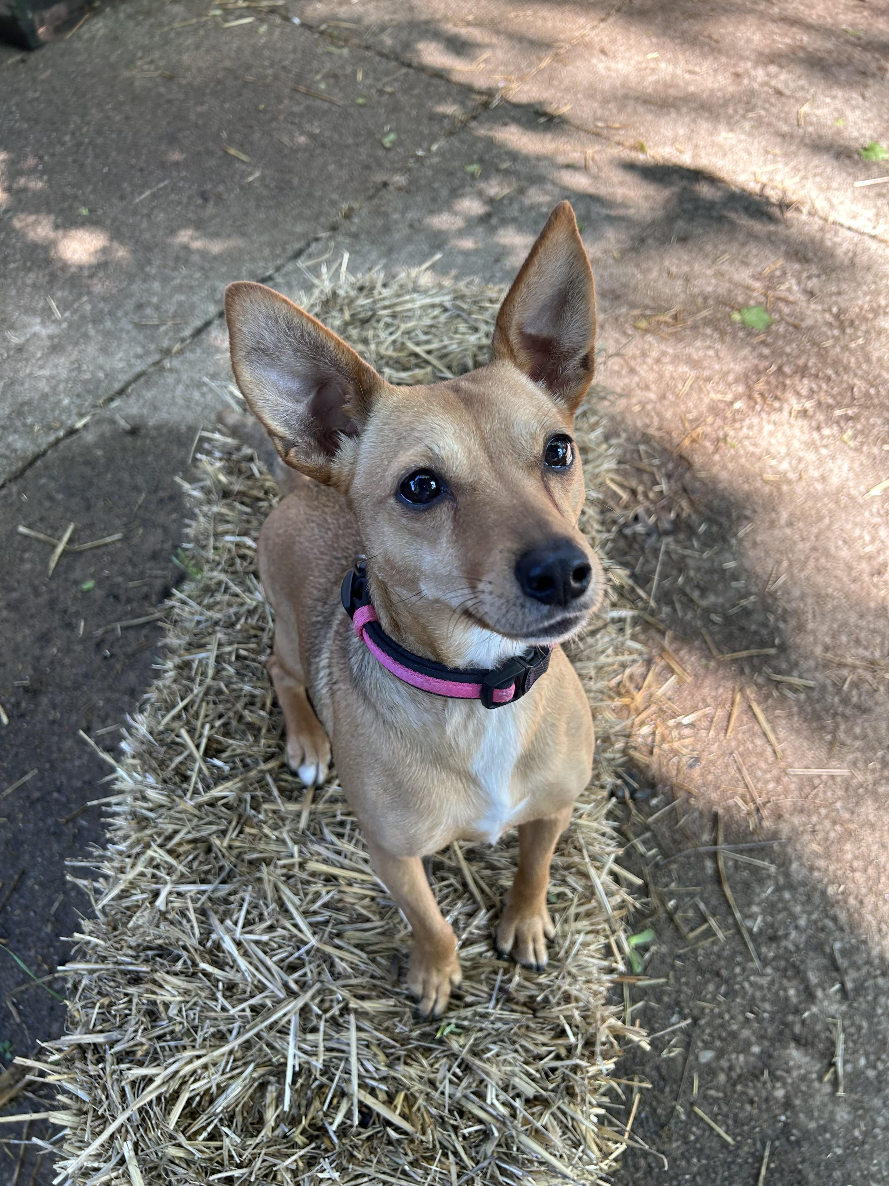 Enlarge Coco, a Adoptable mixed breed in Akron, OH image 2/2