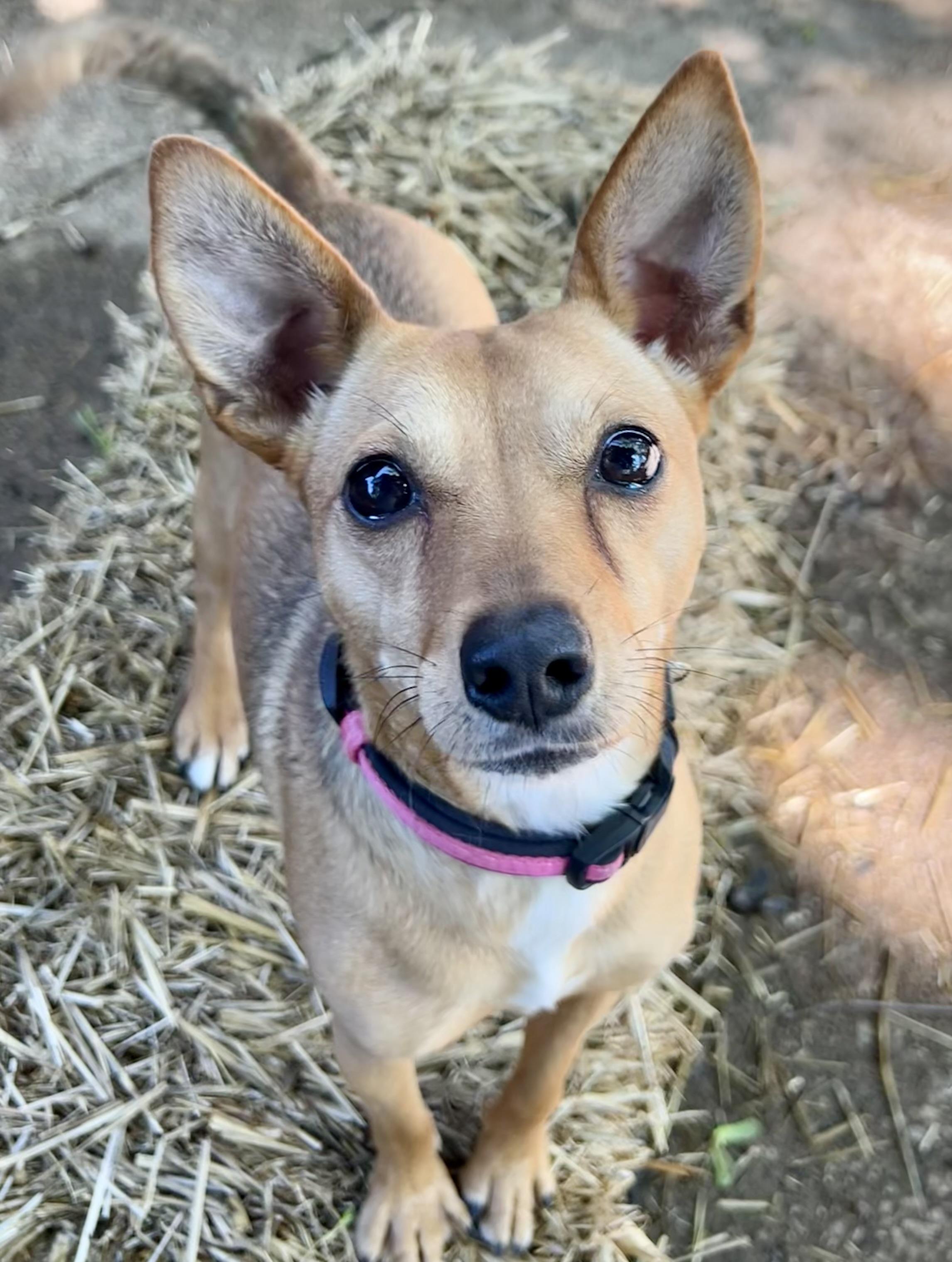 Enlarge Coco, a Adoptable mixed breed in Akron, OH image 1/2