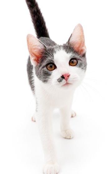 Enlarge Peanut is DEFINITELY purrfect - therapy kitten - VIDEO - OLD ENOUGH TO GO SOLO, a Adoptable mixed breed in Bedford Hills, NY image 3/6