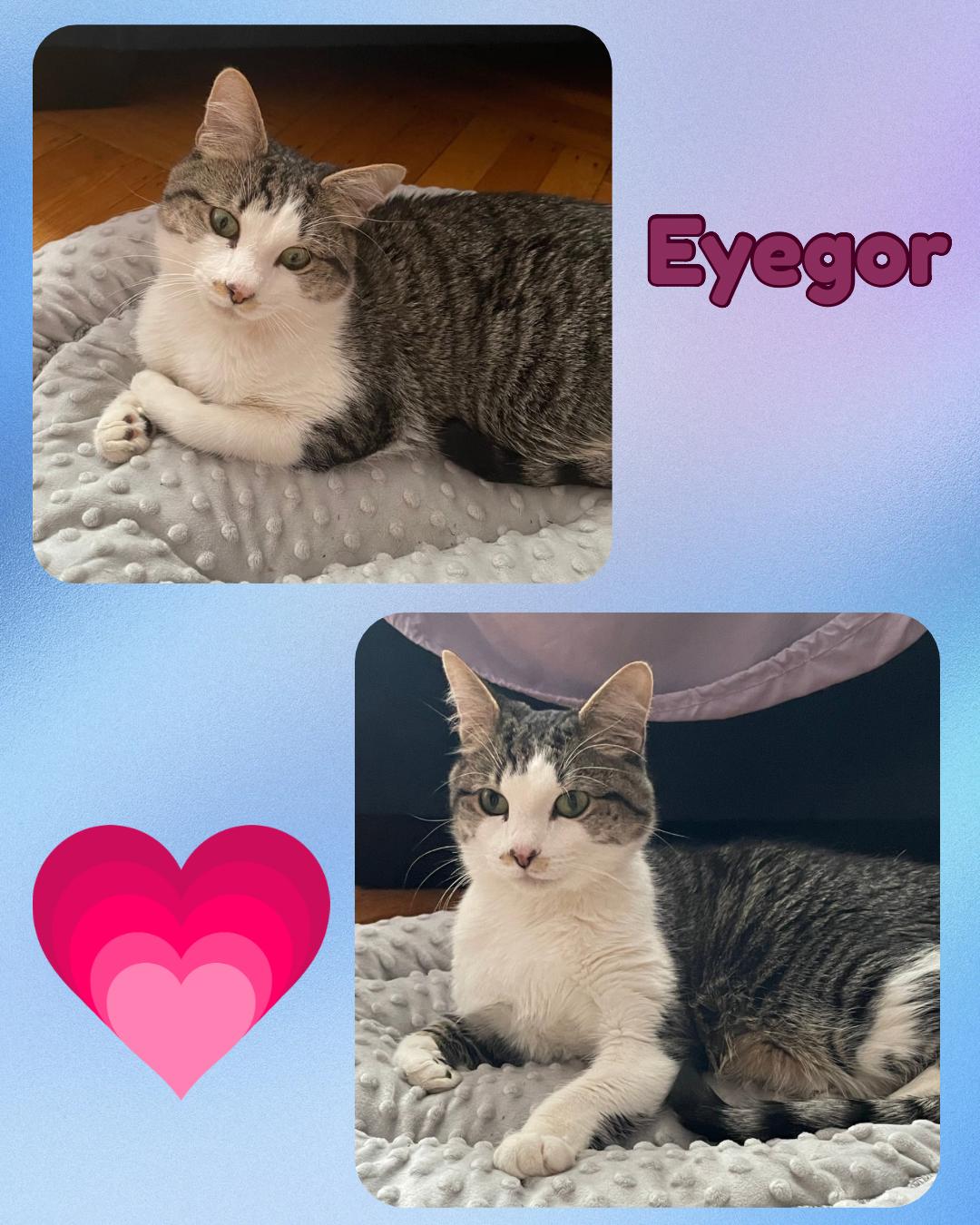 Eyegor - a very special blind , playful , affectionate boy.