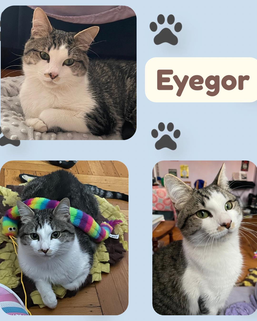 Eyegor - a very special blind , playful , affectionate boy.
