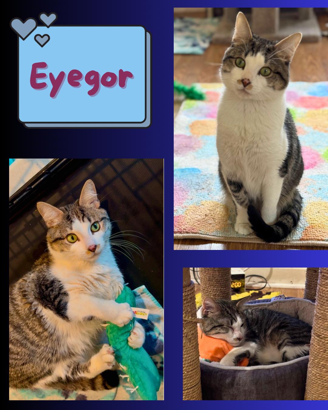 Eyegor - a very special blind , playful , affectionate boy.