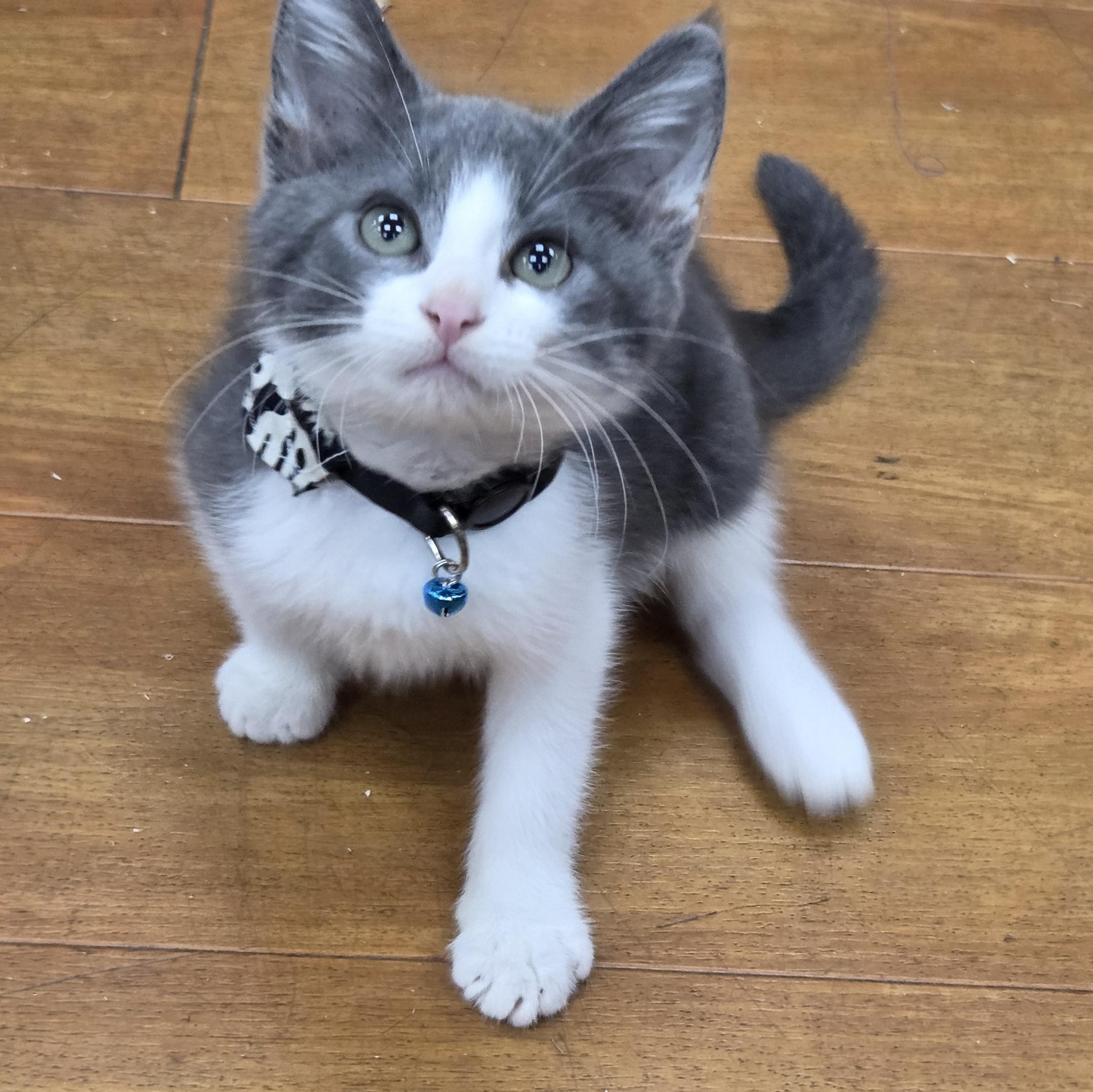 Pre-Adoption: Torrid, Adoptable, Kitten Male Domestic Short Hair.