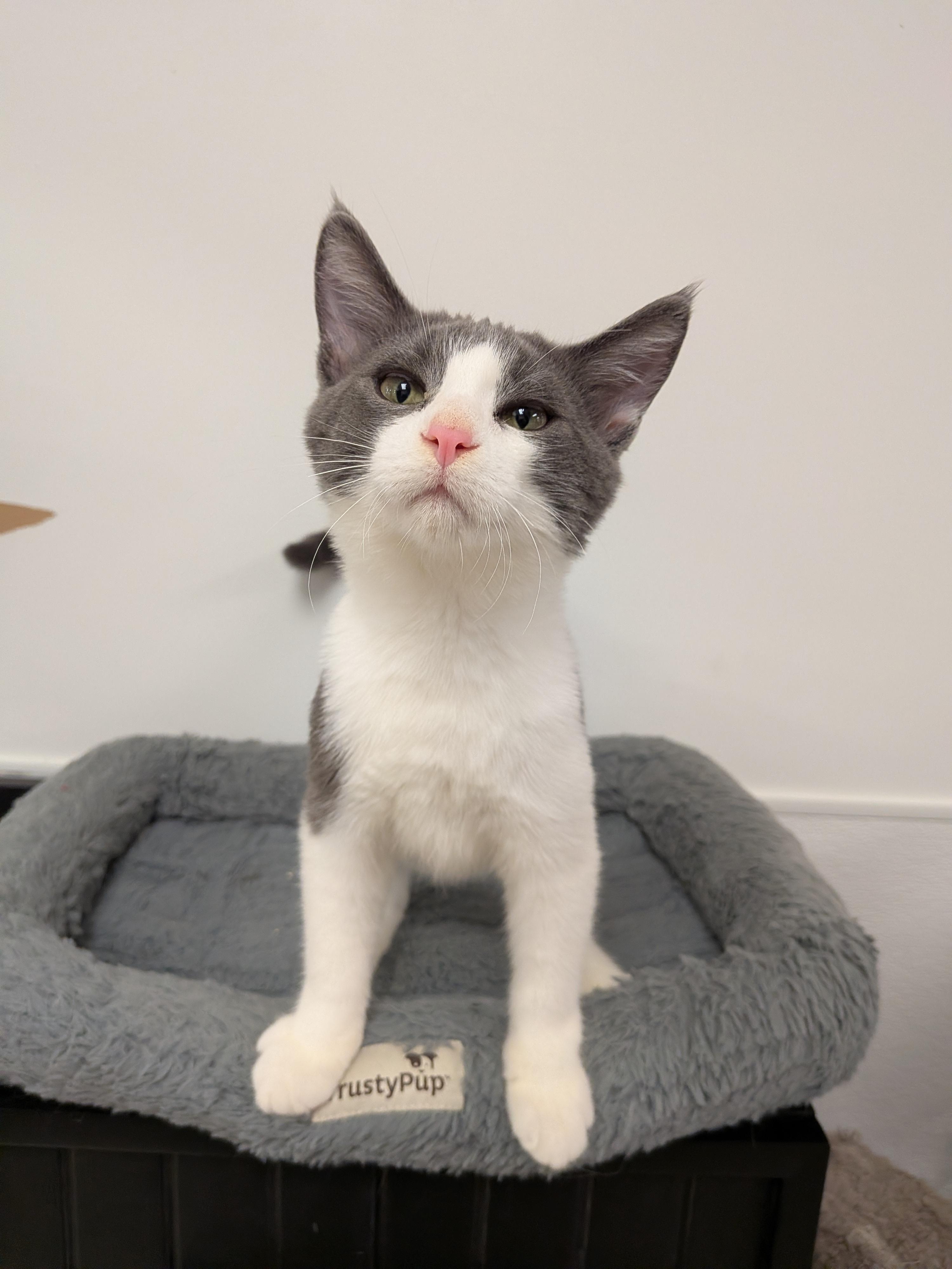 Enlarge Torrid, a Adoptable Domestic Short Hair in Chilliwack, BC image 1/1