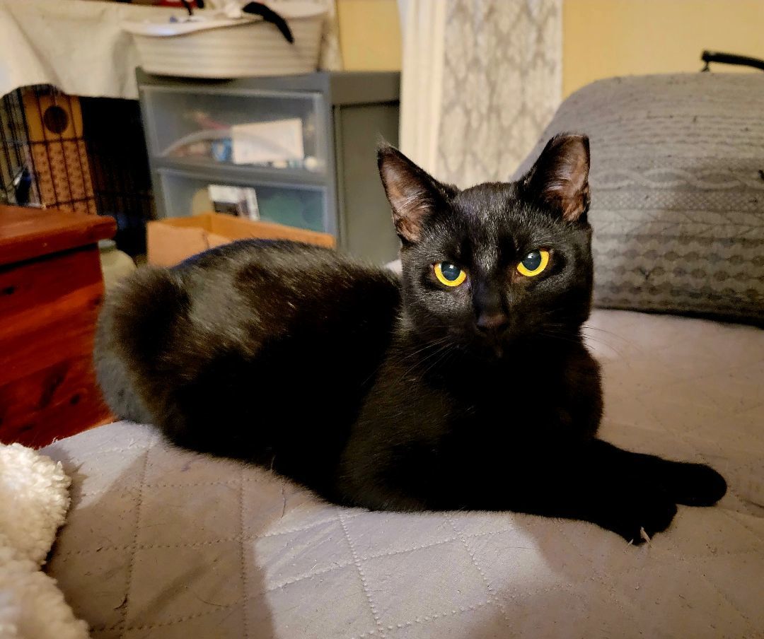 Roo, a Adoptable Domestic Short Hair in Cedars, PA image 1/6