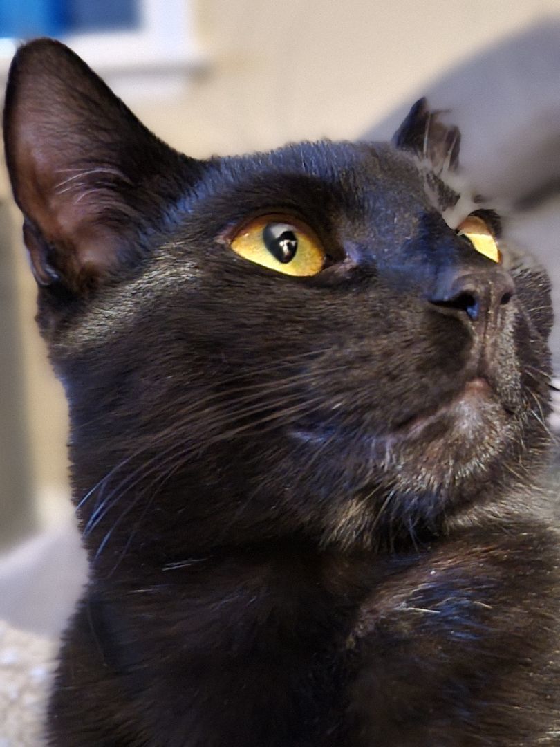 Roo, a Adoptable Domestic Short Hair in Cedars, PA image 3/6