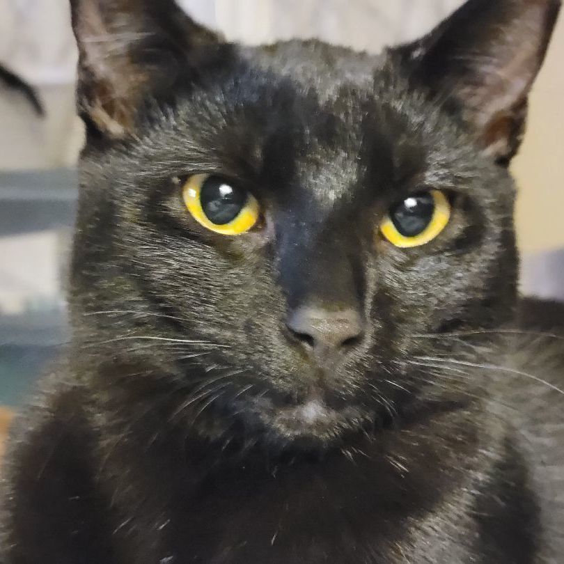 Roo, a Adoptable Domestic Short Hair in Cedars, PA image 4/6