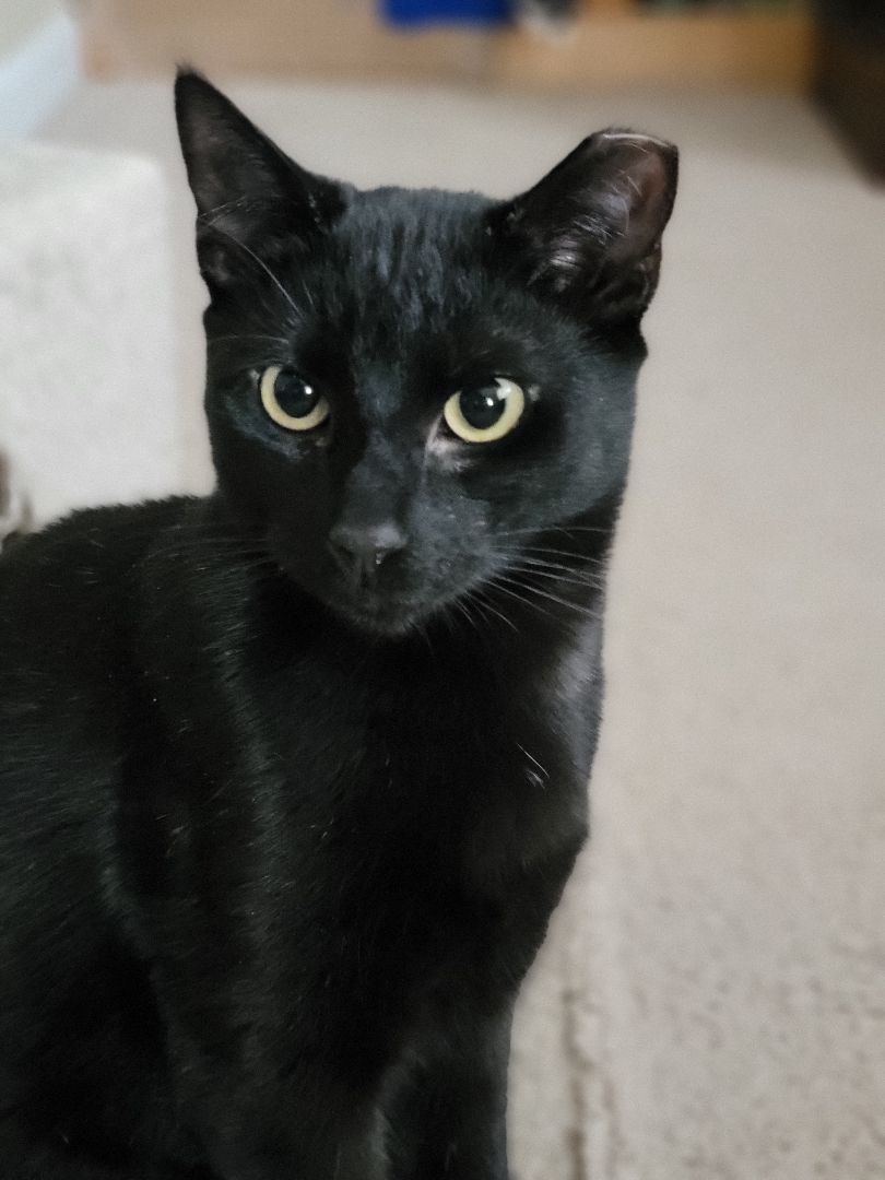 Roo, a Adoptable Domestic Short Hair in Cedars, PA image 5/6