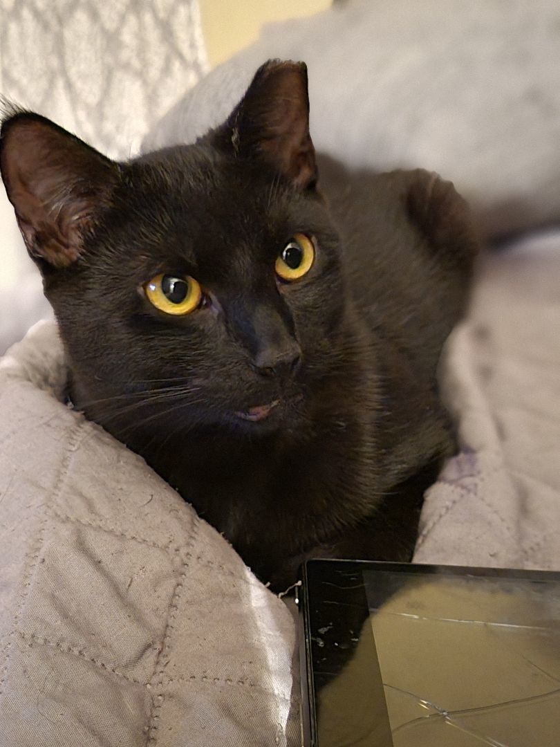 Roo, a Adoptable Domestic Short Hair in Cedars, PA image 6/6