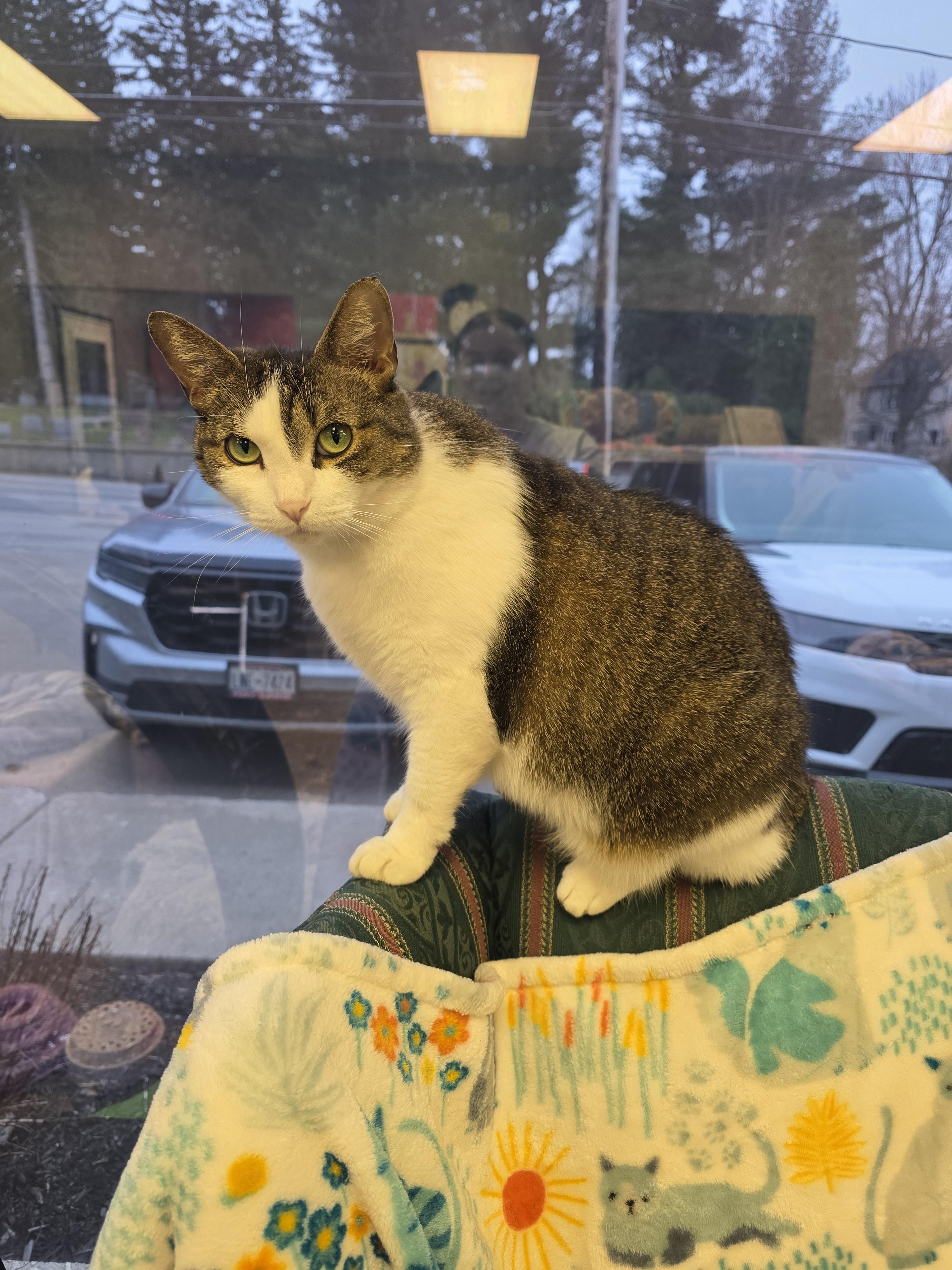 Enlarge Sadie, an adoptable Domestic Short Hair in Hamburg, NY image 3/3