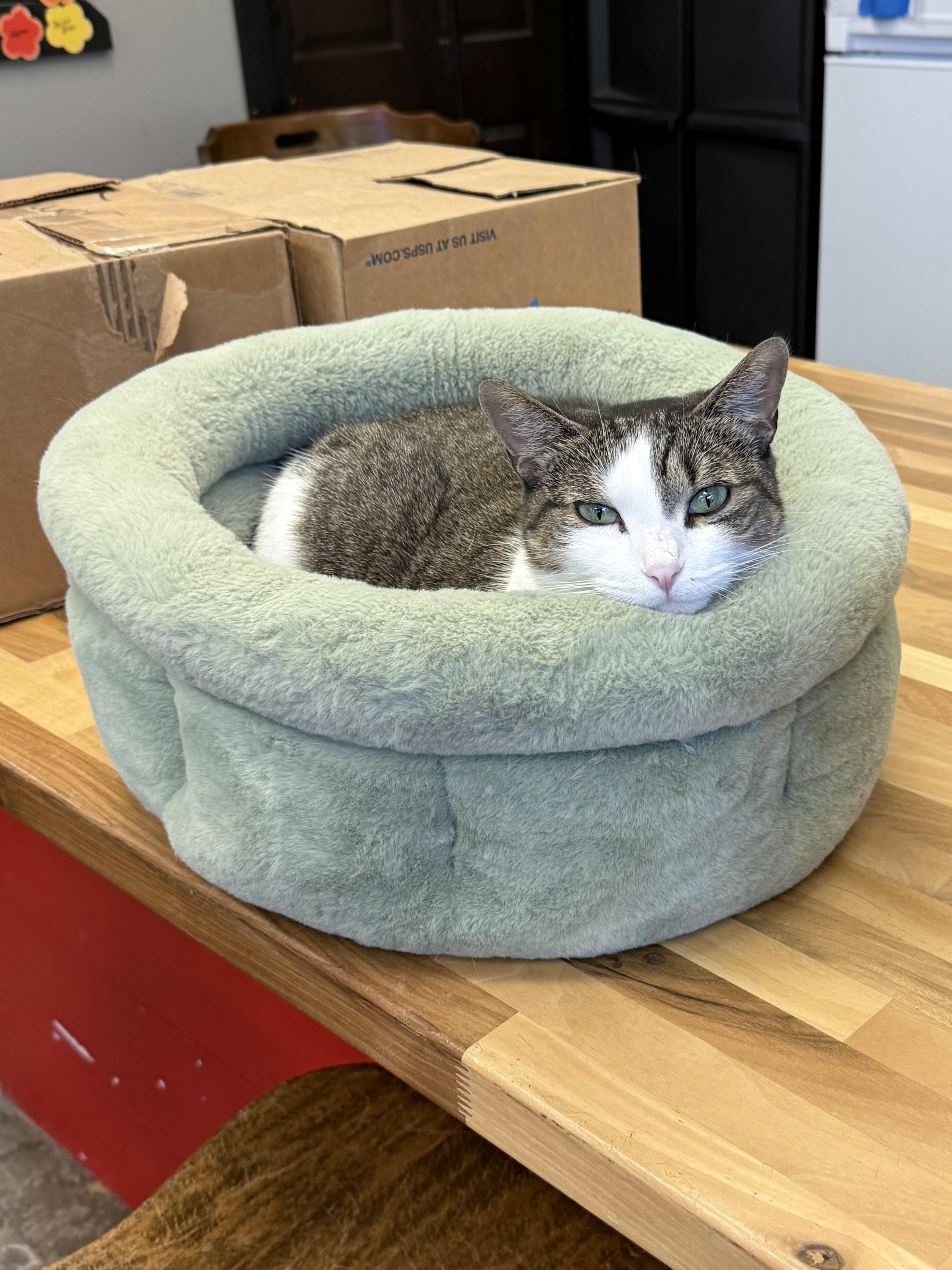 Sadie, an adoptable Domestic Short Hair in Hamburg, NY image 2/2